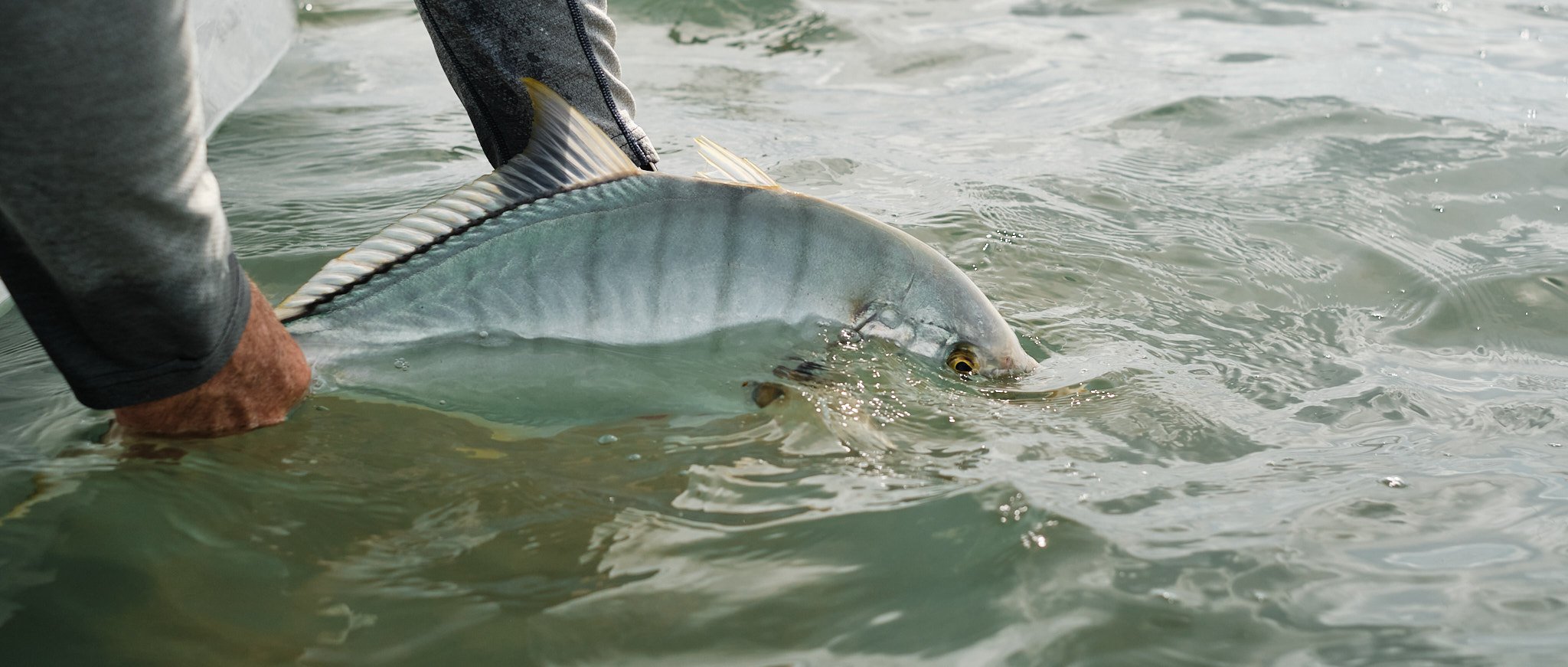 Golden Trevally-2021-03-18 15.14.58 1.jpg