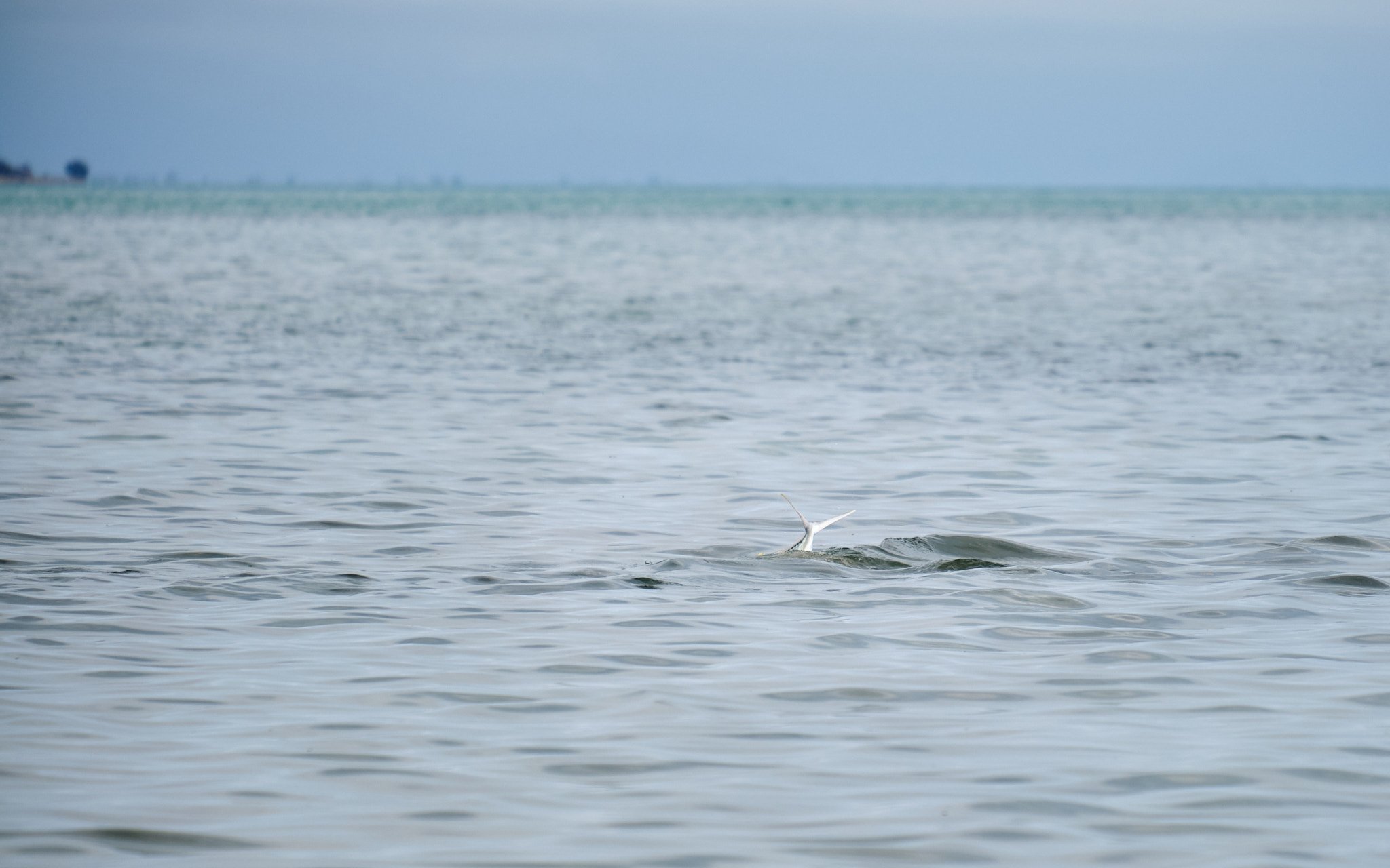 Golden Trevally-2020-12-08 10.51.53.jpg