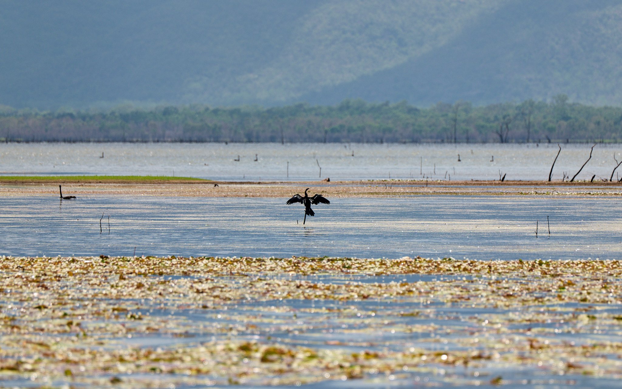 AFO & TBRG Barra Release Ross Dam -2025-01-05 23.58.46.jpg