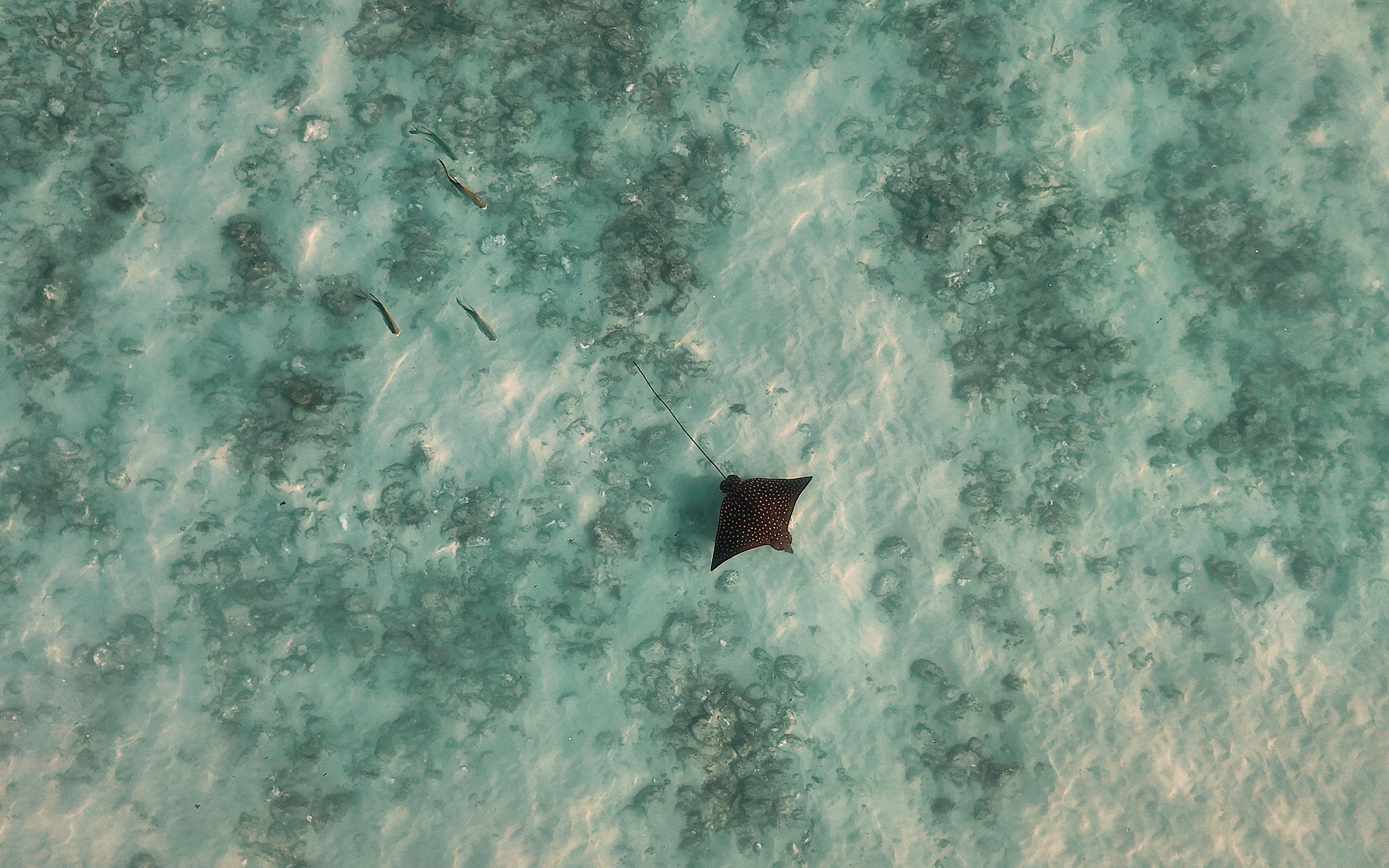 ASF & Flatscraft Oman -2025-11-10 09.35.48 5800.jpg