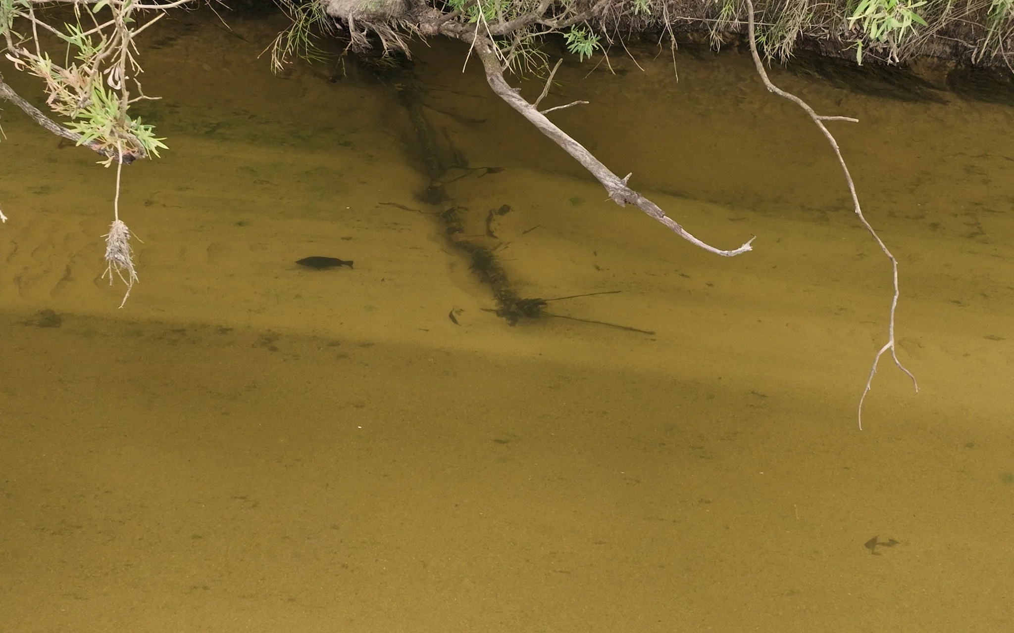 Unsorted-Shimano-2025-03-13 06.41.09 8.jpg