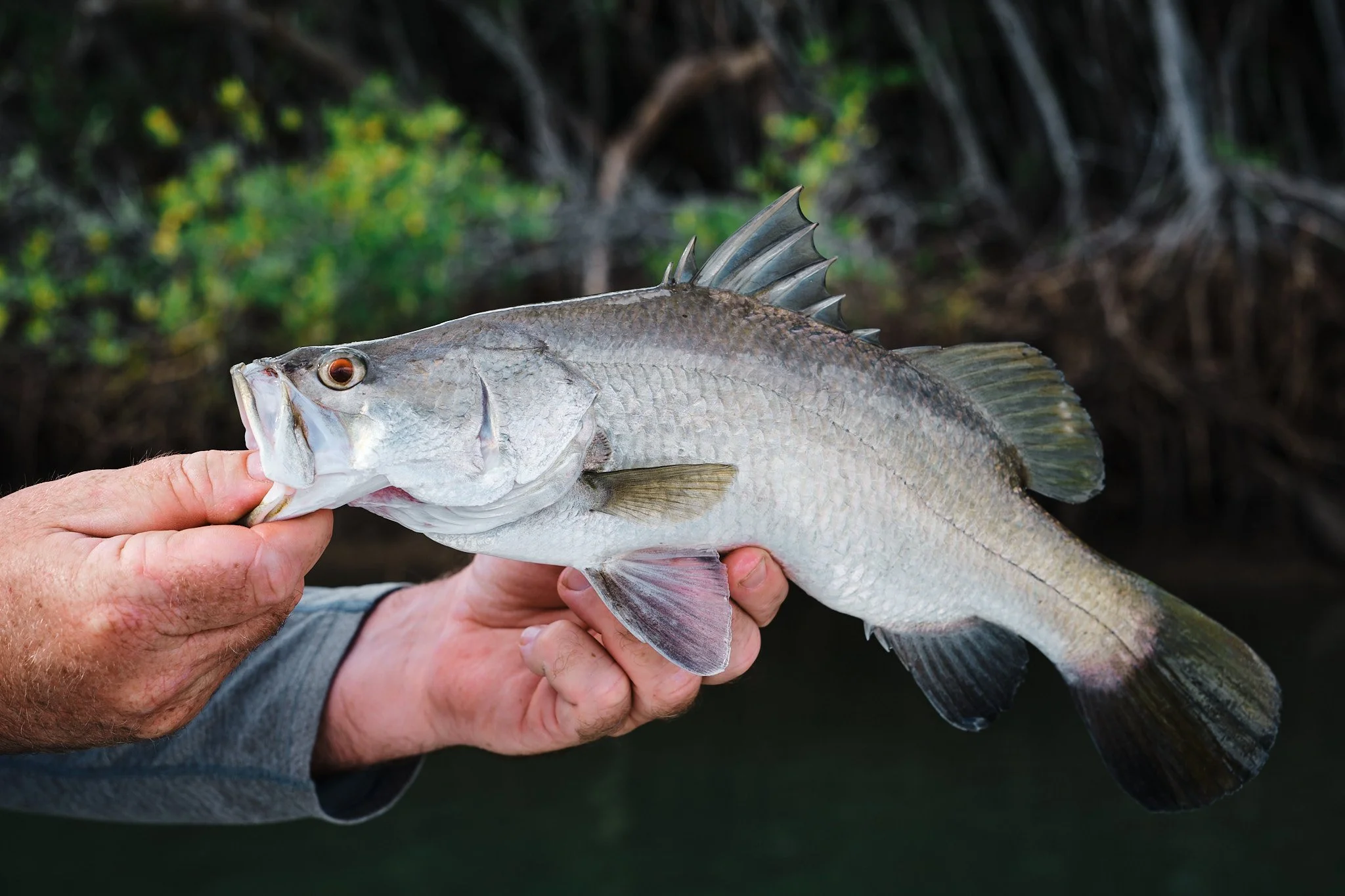 Barramundi-2022-07-31 14.29.49.jpg