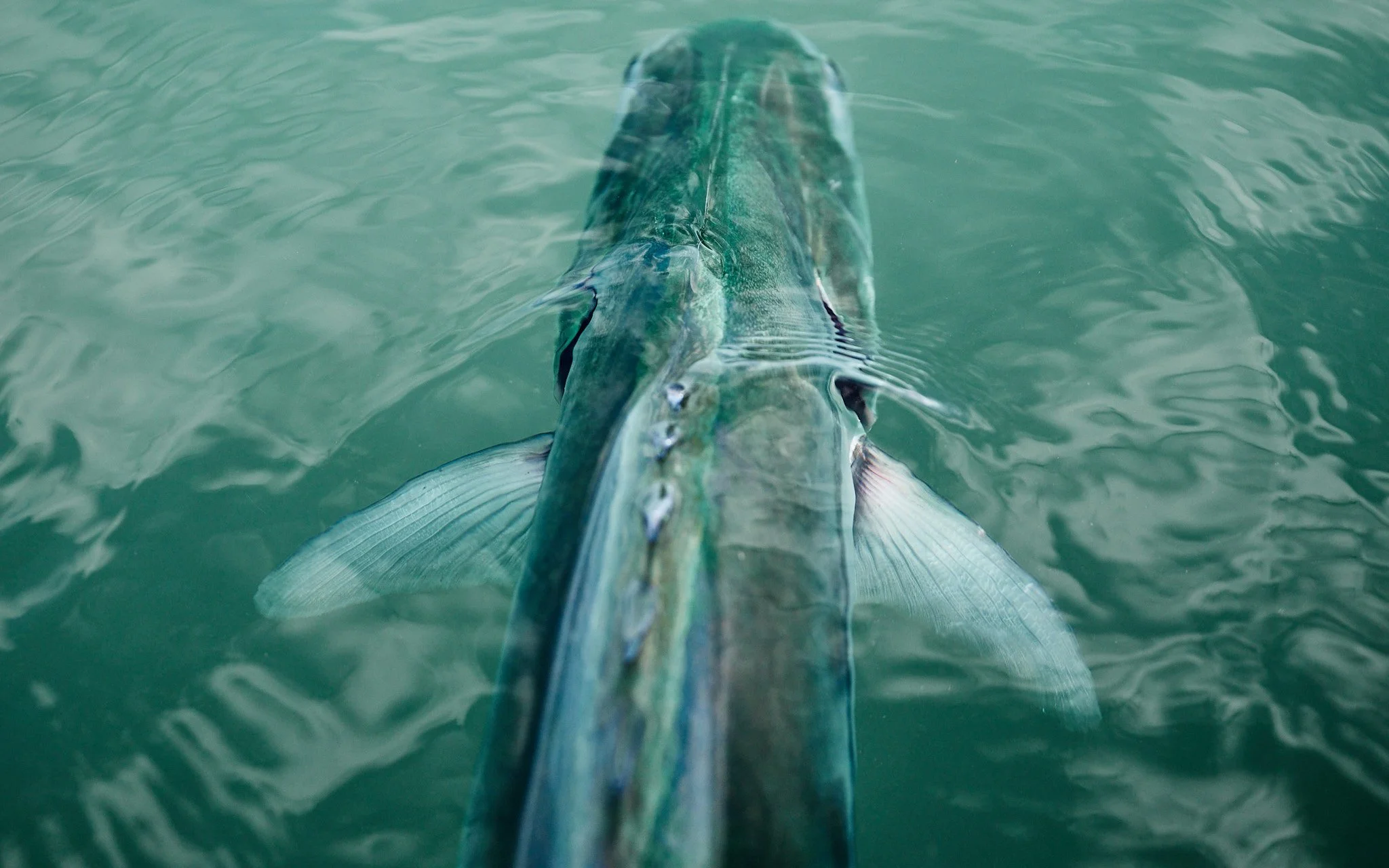 Unsorted-2025-06-10 14.00.59.jpg