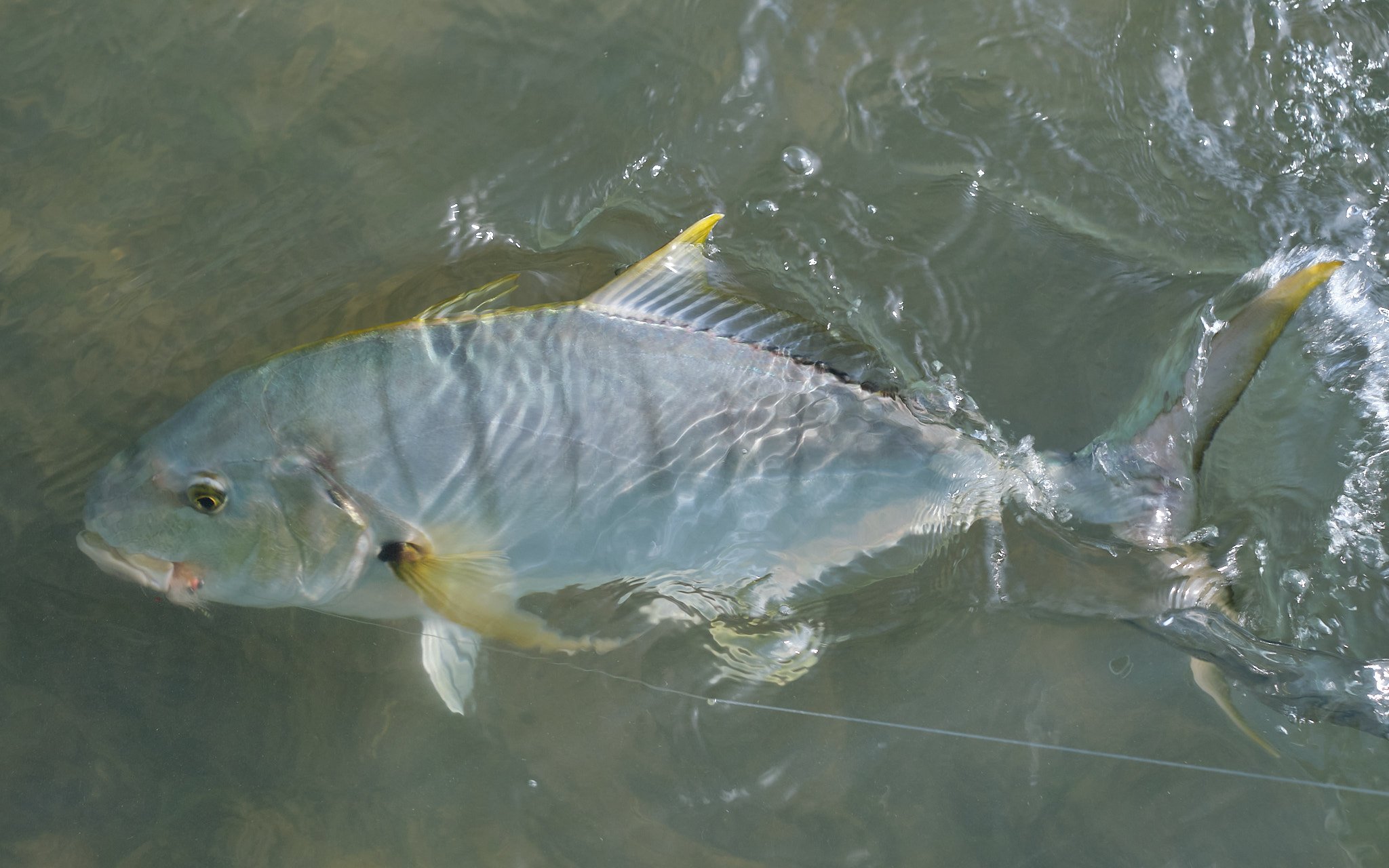 Golden Trevally-2021-03-18 15.13.52.jpg