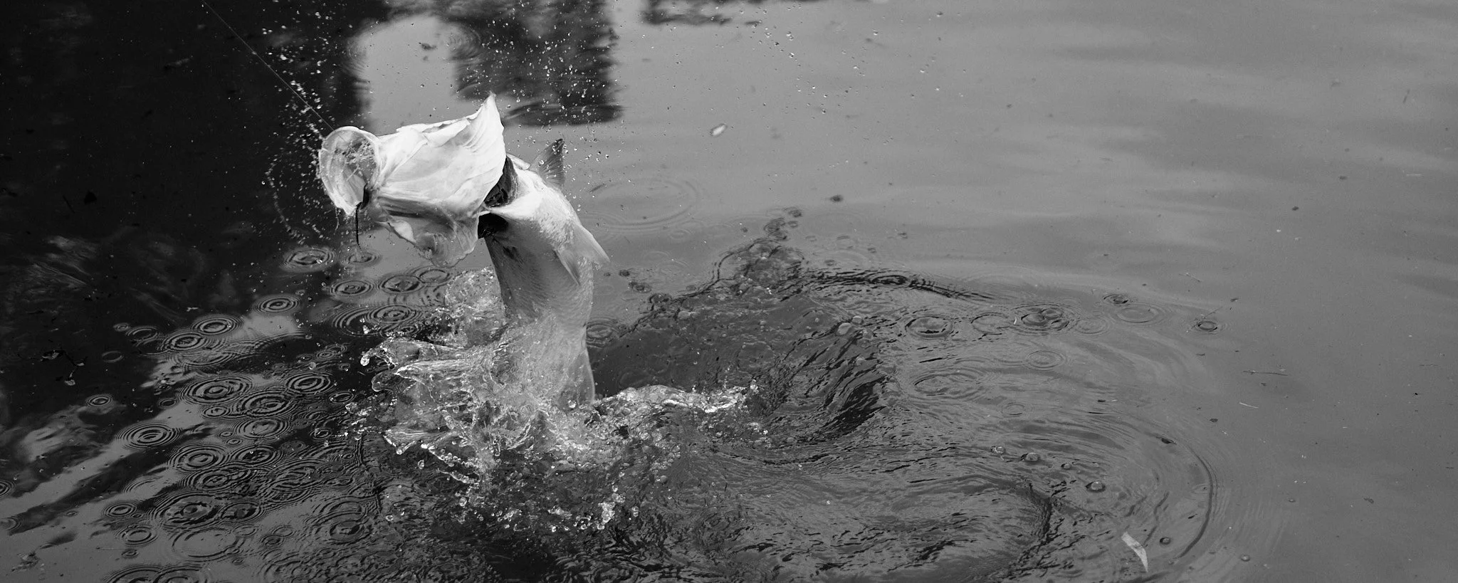 Barramundi-2026-01-02 07.52.58 2.jpg