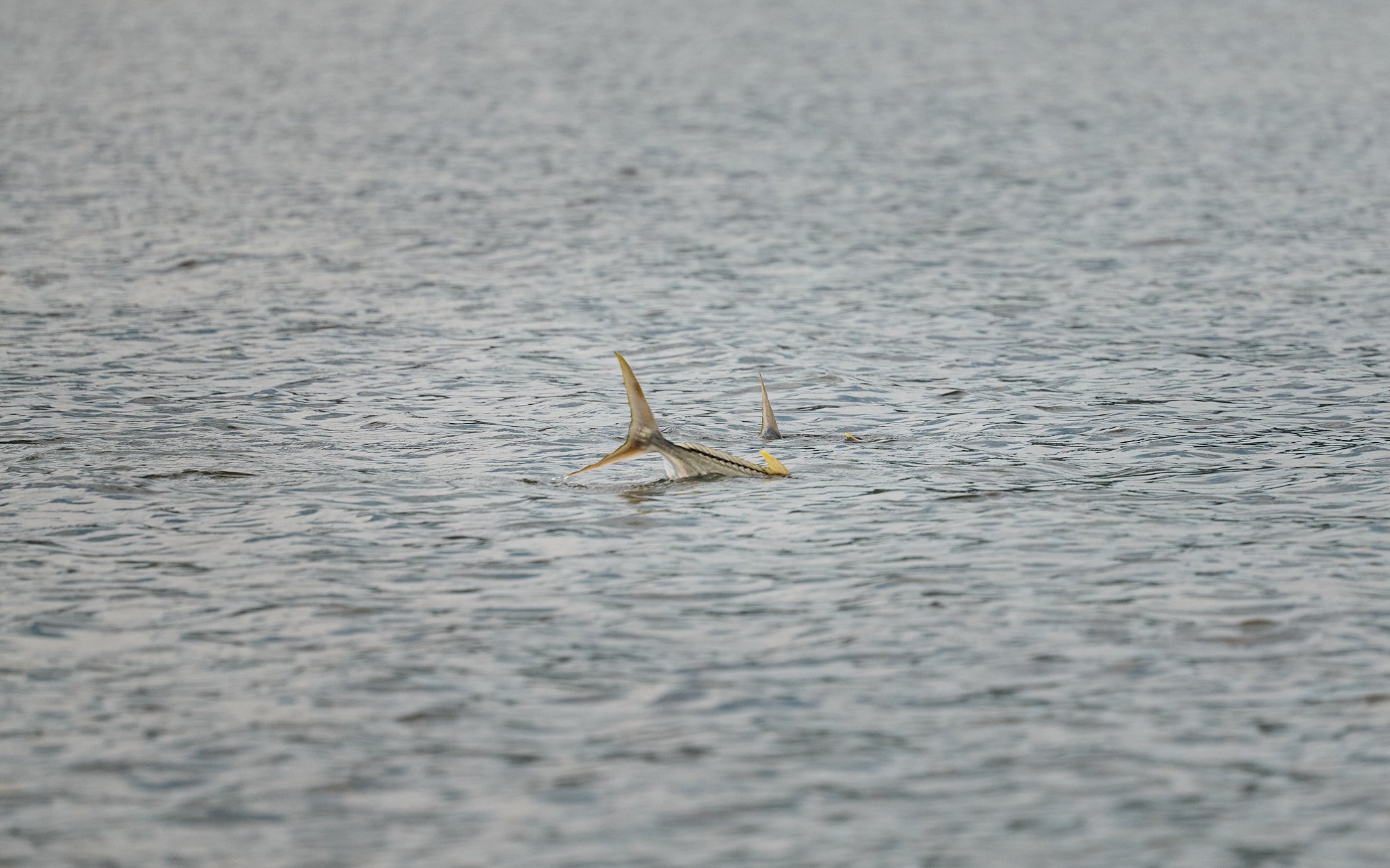 Golden Trevally-2023-12-03 08.16.33 22.jpg