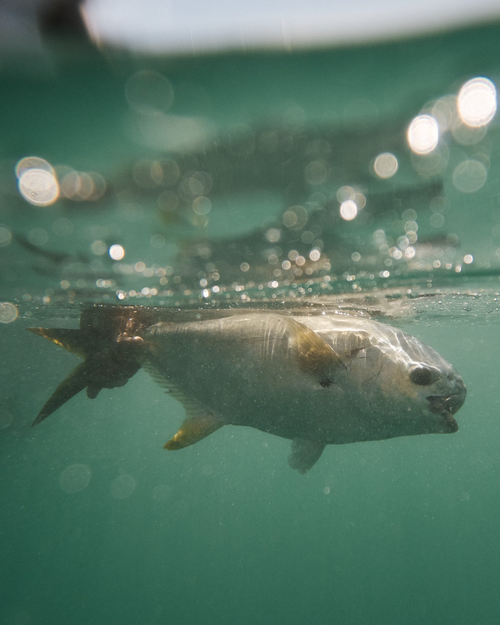 ASF & Flatscraft Oman -2025-09-13 16.45.39.jpg