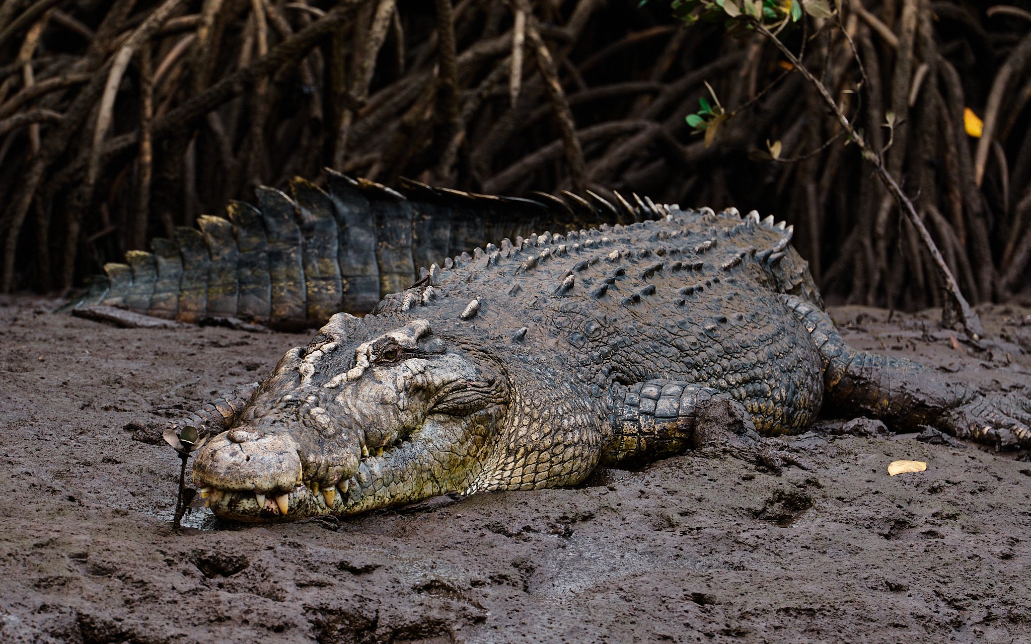 Hinchy Comp 24-2024-08-27 11.28.27.jpg