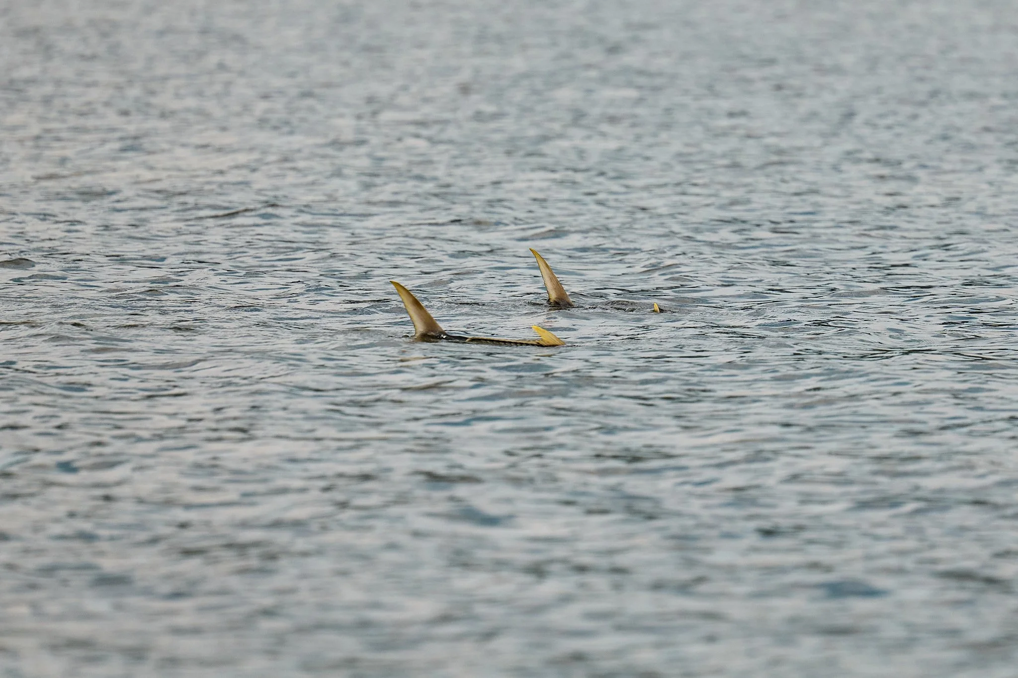 Golden Trevally-2023-12-03 08.16.33 23.jpg