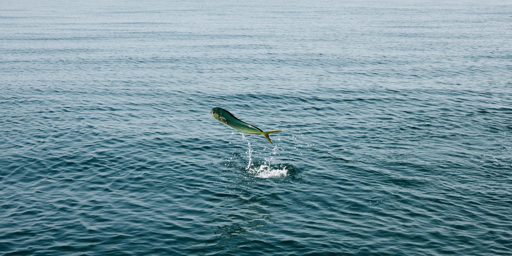 ASF & Flatscraft Oman -2025-11-07 14.20.46.jpg