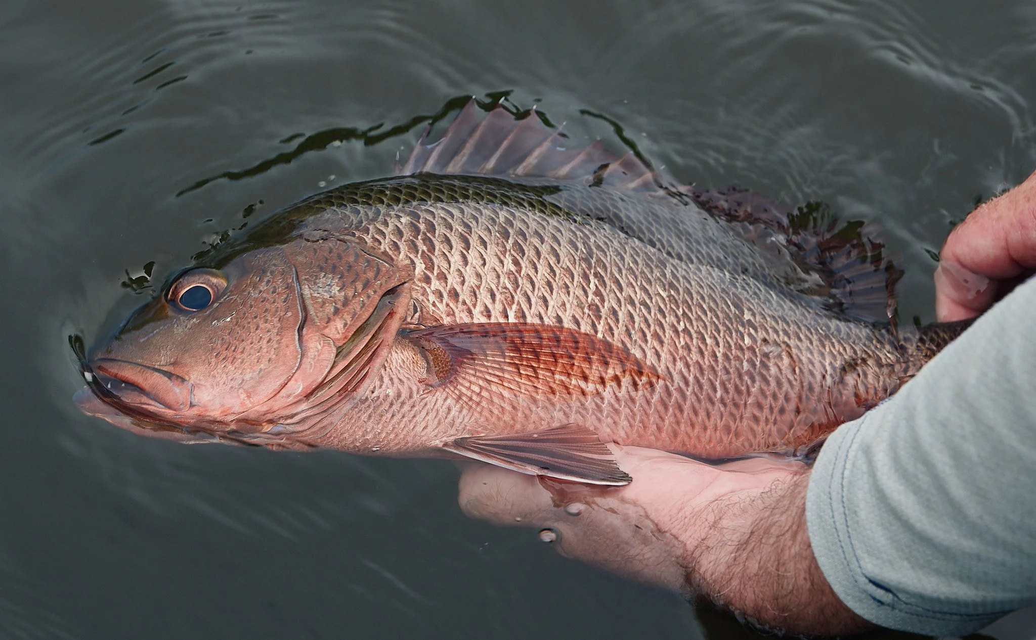 Mangrove Jack-2024-01-26 16.38.19.jpg