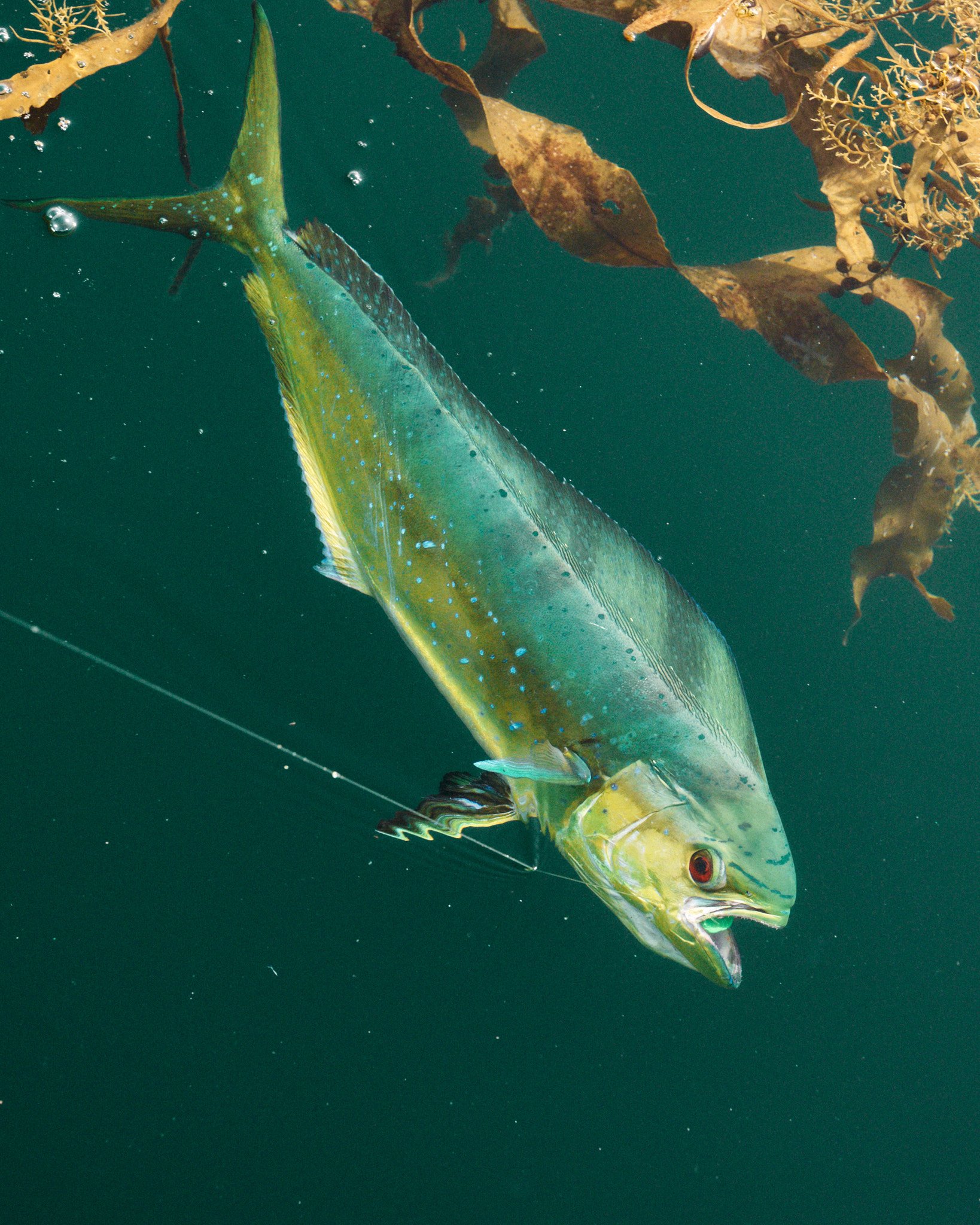 ASF & Flatscraft Oman -2025-11-07 14.13.12.jpg