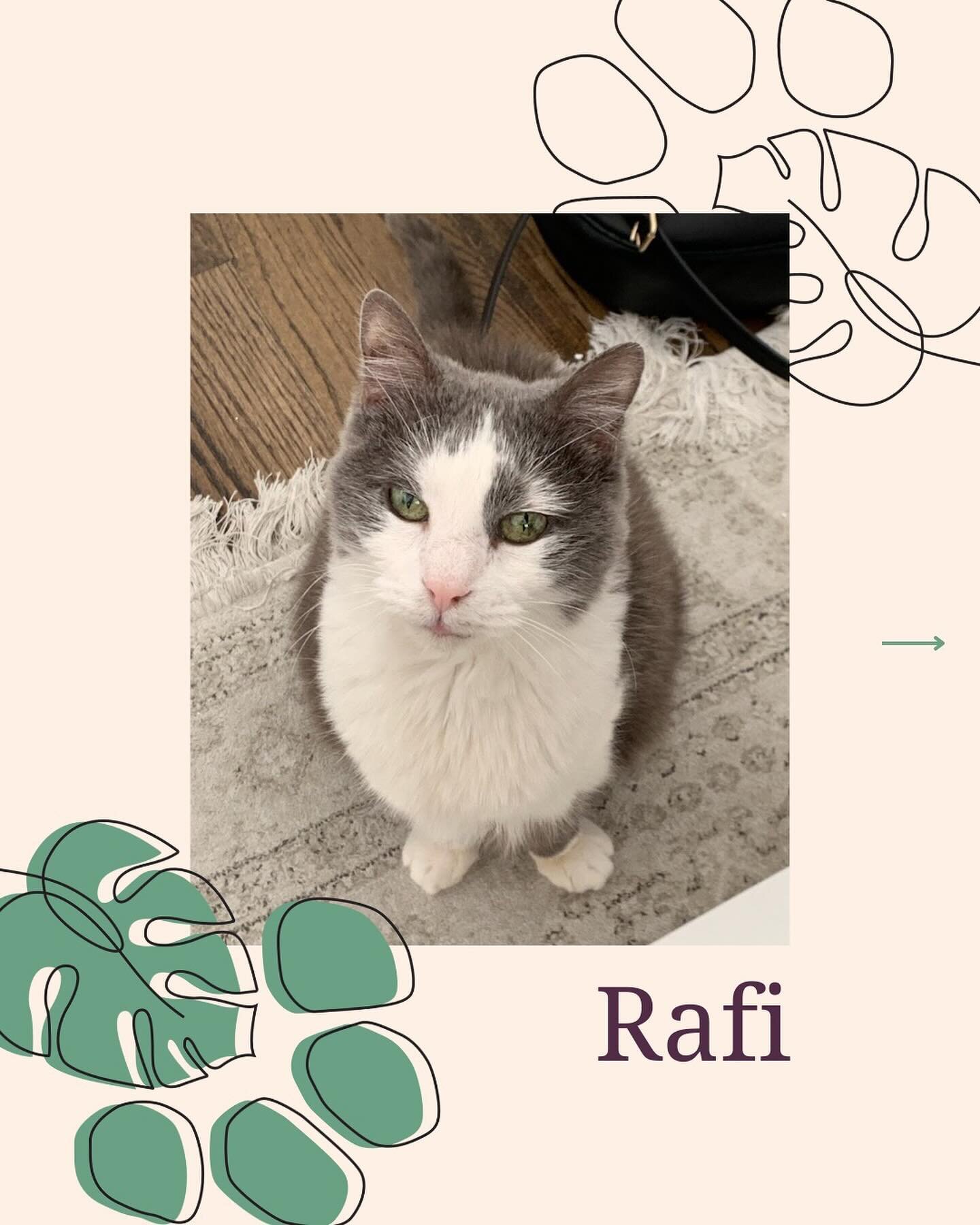 Rafi&rsquo;s Testimonial

Cats like Rafi and her guardian are the reason we do this. 🤍

No guardian should have to feel like they are struggling to provide comfort. 🫂

At Gentle Journey Vet Care, we know that caregiving is a lot of work. We support