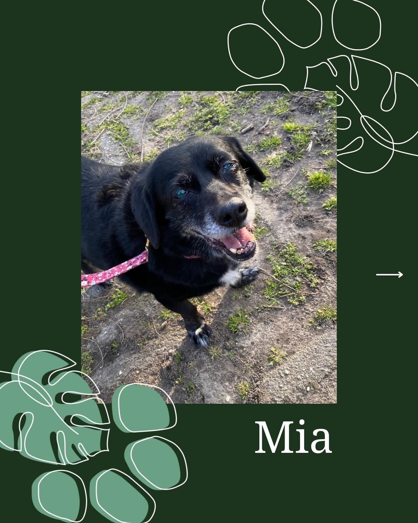 Mia made it to 16 years old. 🐾

She was stressed in vet offices, so her guardians knew that they didn&rsquo;t want her to have that stress anymore. 🥹

At 16, Mia needed a lot of different support, from acupuncture, to help with other issues that an