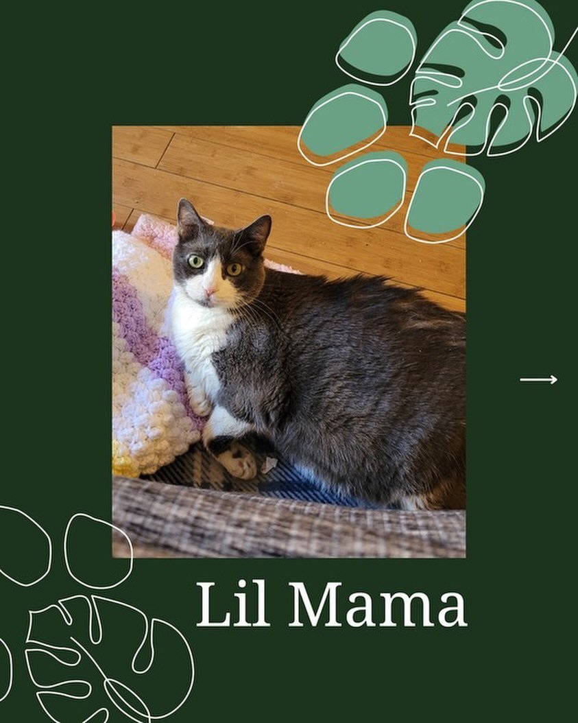 Lil Mama appreciated the low-stress environment of exams and care at home. 🤍

Her guardian appreciated the relief of knowing her precious companion would be taken care of with a plan tailored to Lil Mama.

This is why Dr. Stephanie started Gentle Jo
