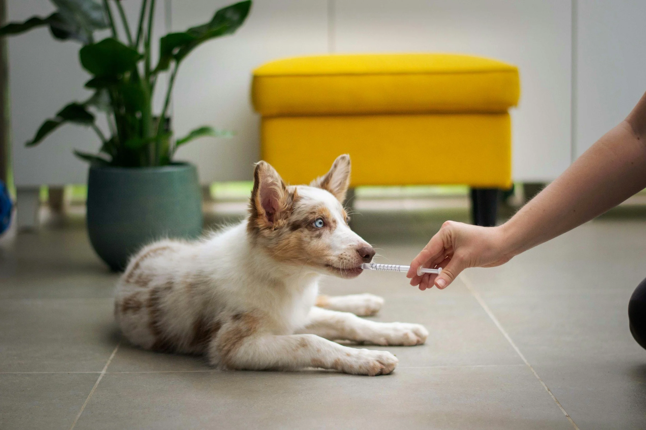 How to Advocate for Your Pet