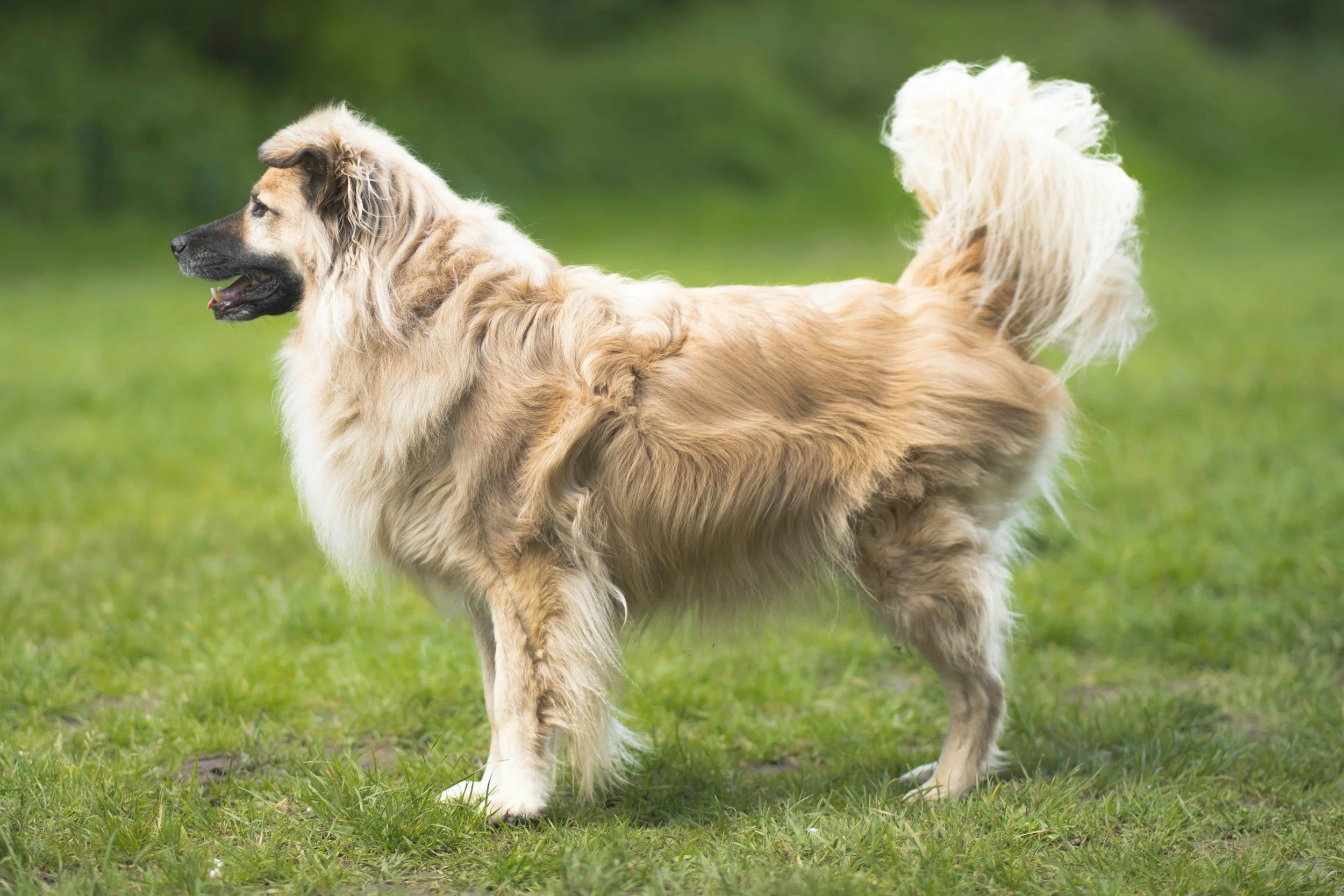A large fluffy gold dog with a black face is standing outside and facing the left.
