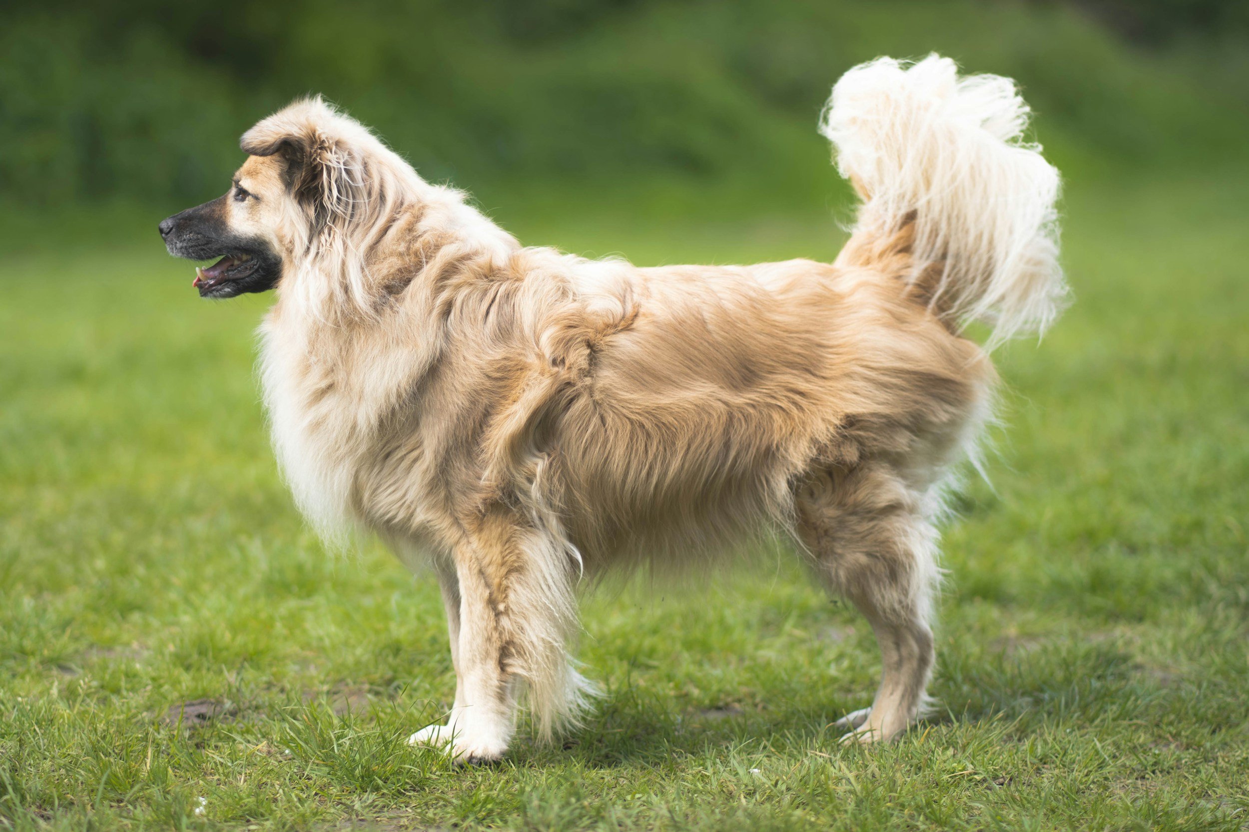 On Duty: What Does My Pet’s Poop Mean?