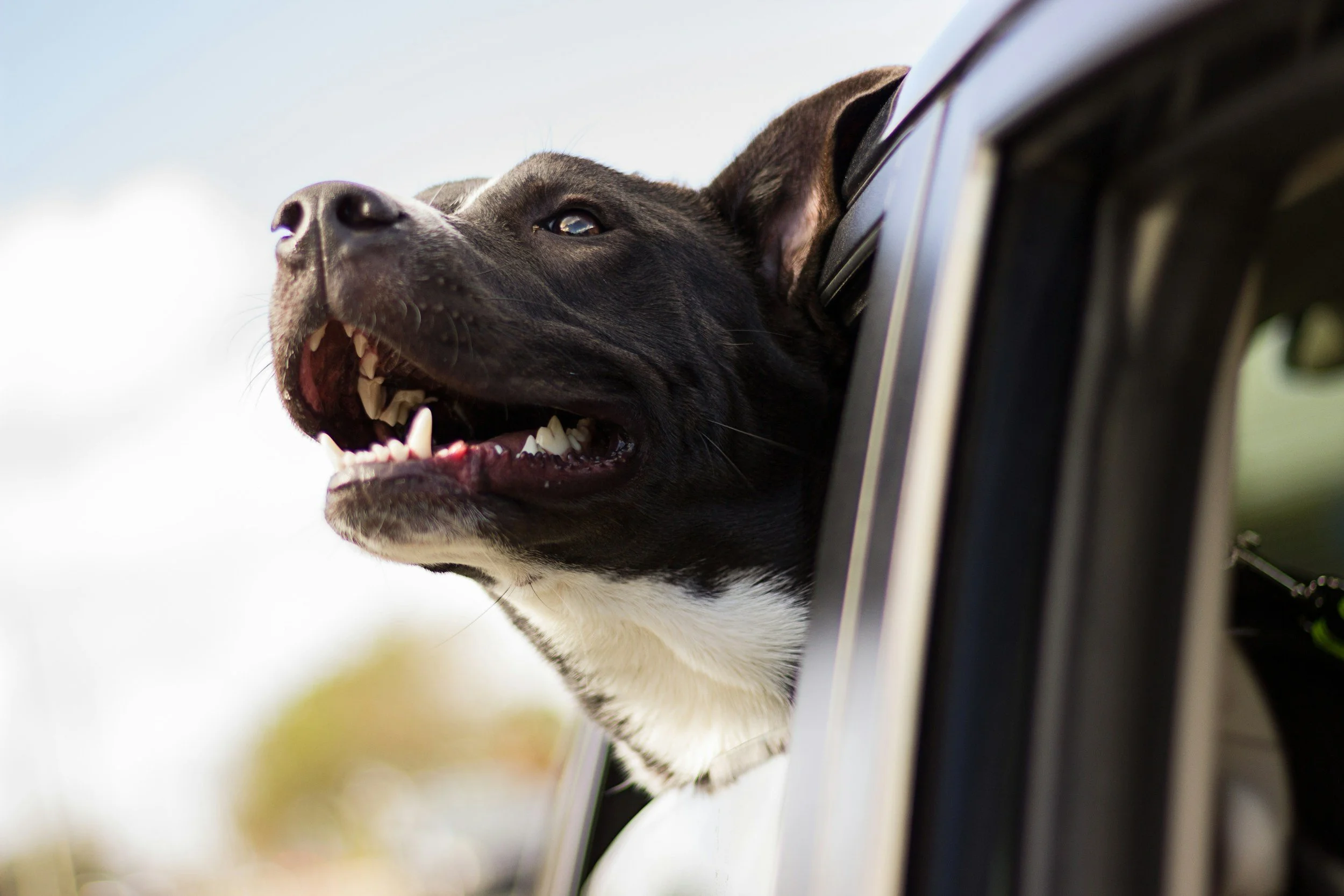 A black and white dog sticking their head out the window of a car with the window partially rolled up.