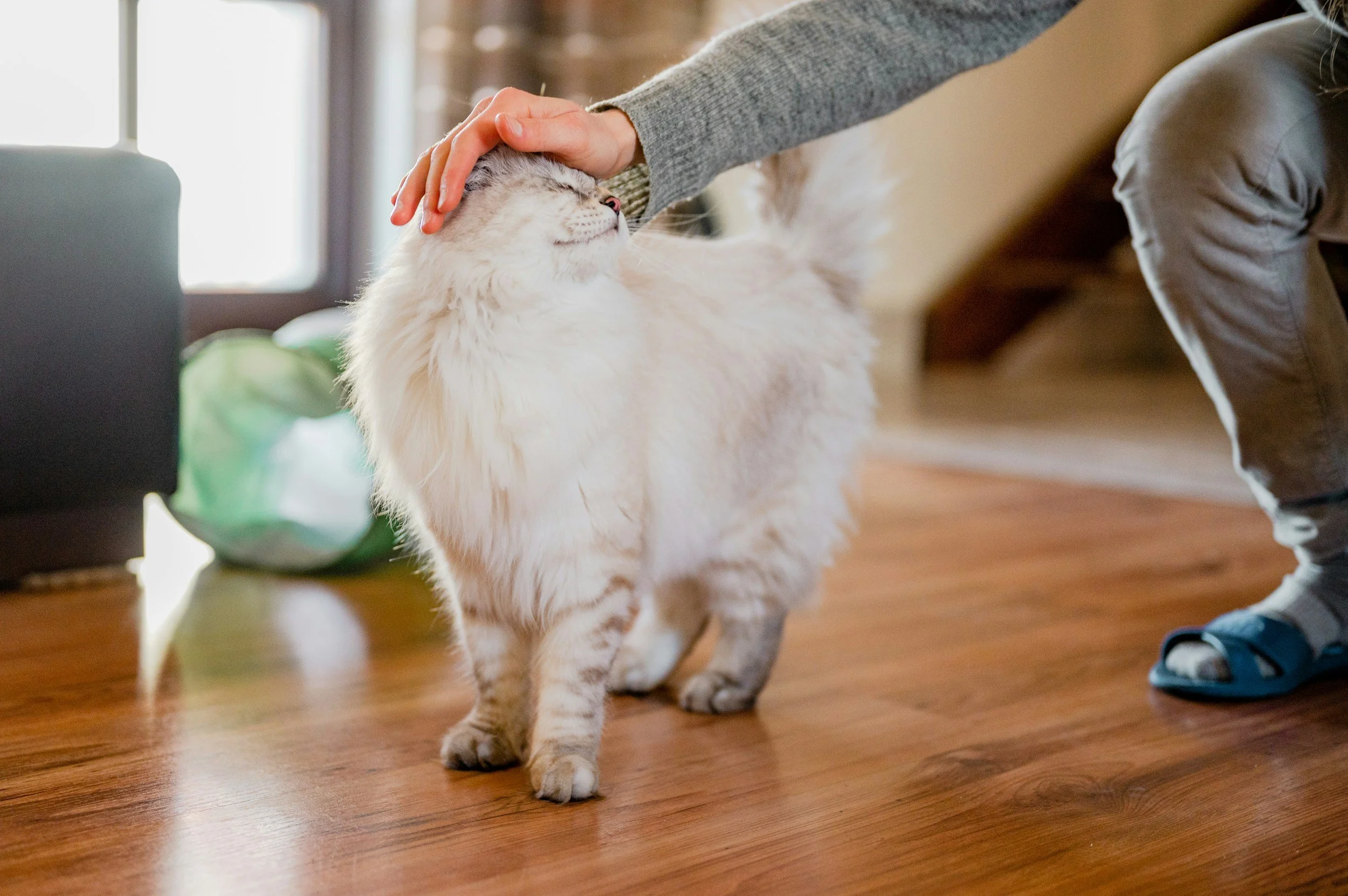 A white cat is standing and their head is being pet by a hand.