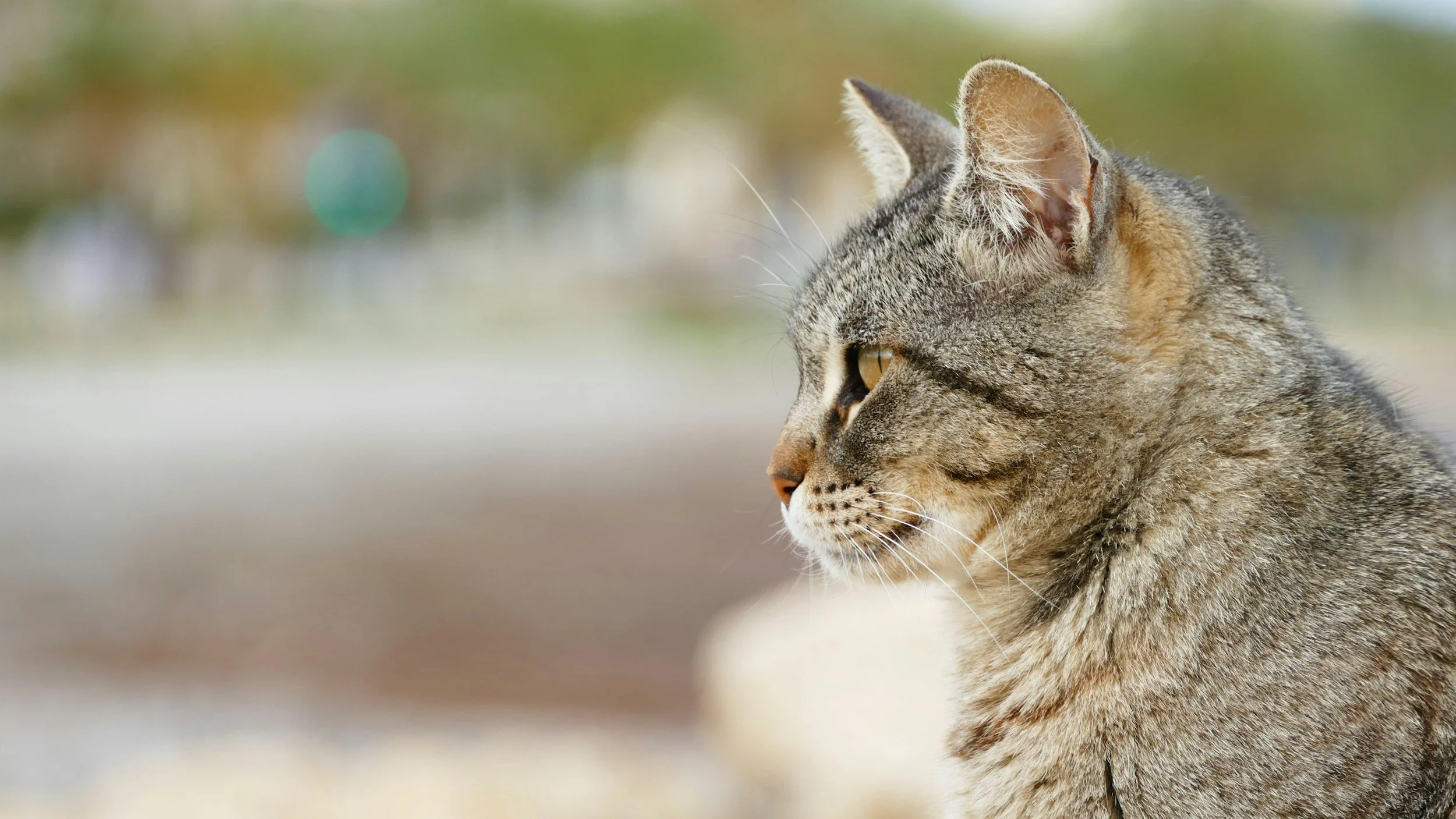 A side profile of a cat.
