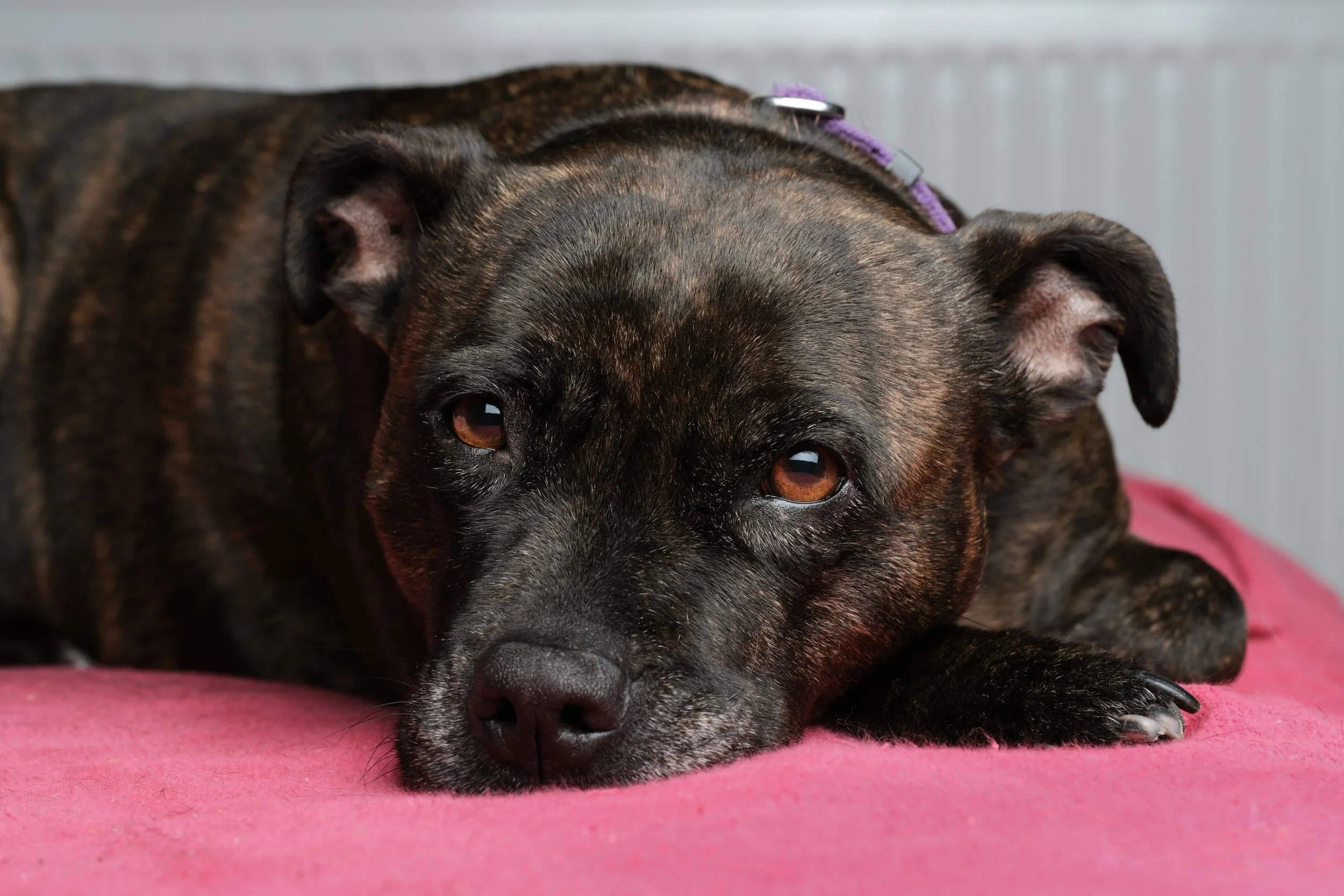 A brown and black brindle pit mix with bright brown eyes lays on a pink blanket.