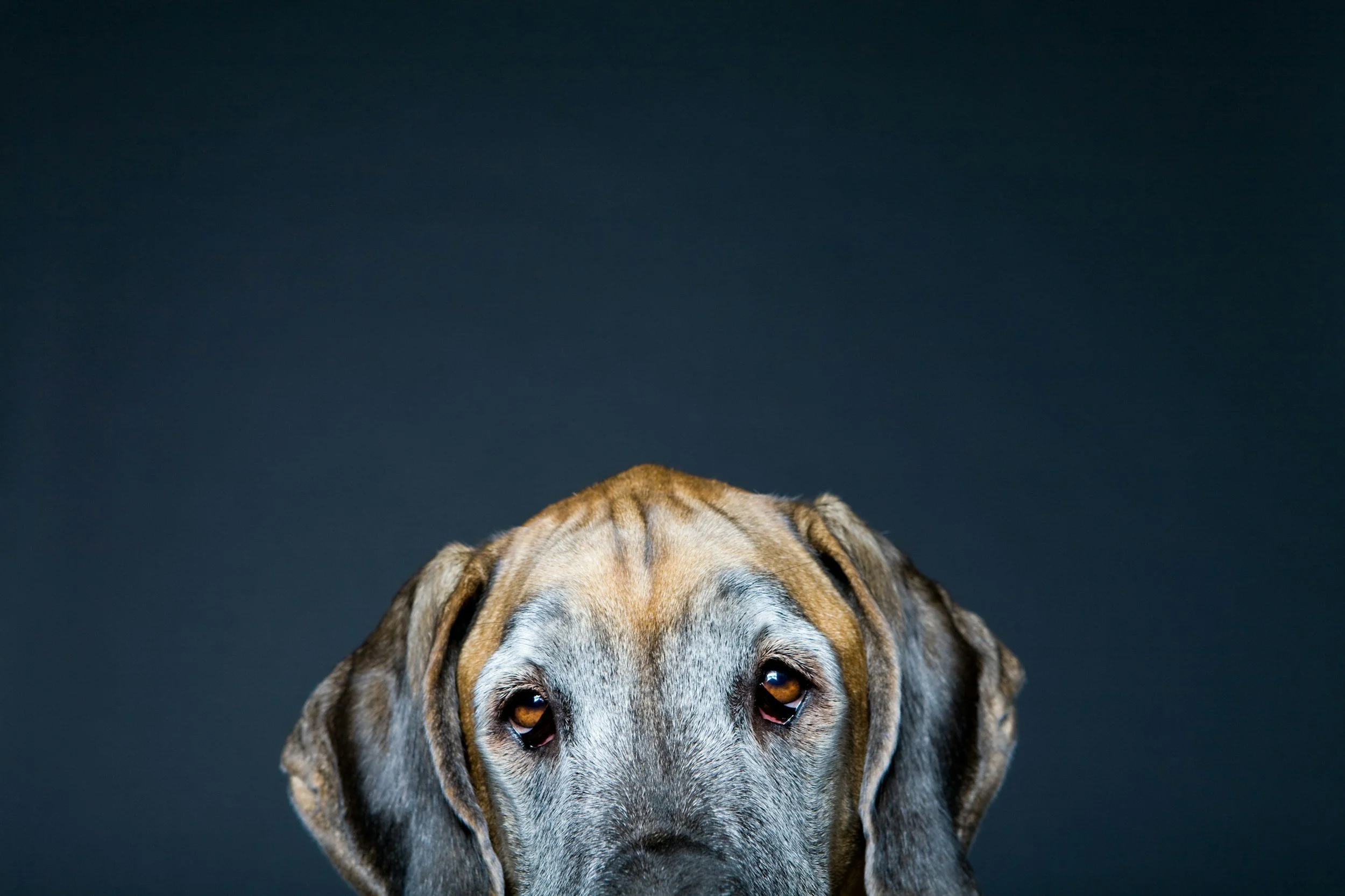 An older dog with a brown head and a black and white face from the nose up is at the bottom of the picture with a dark blue background.