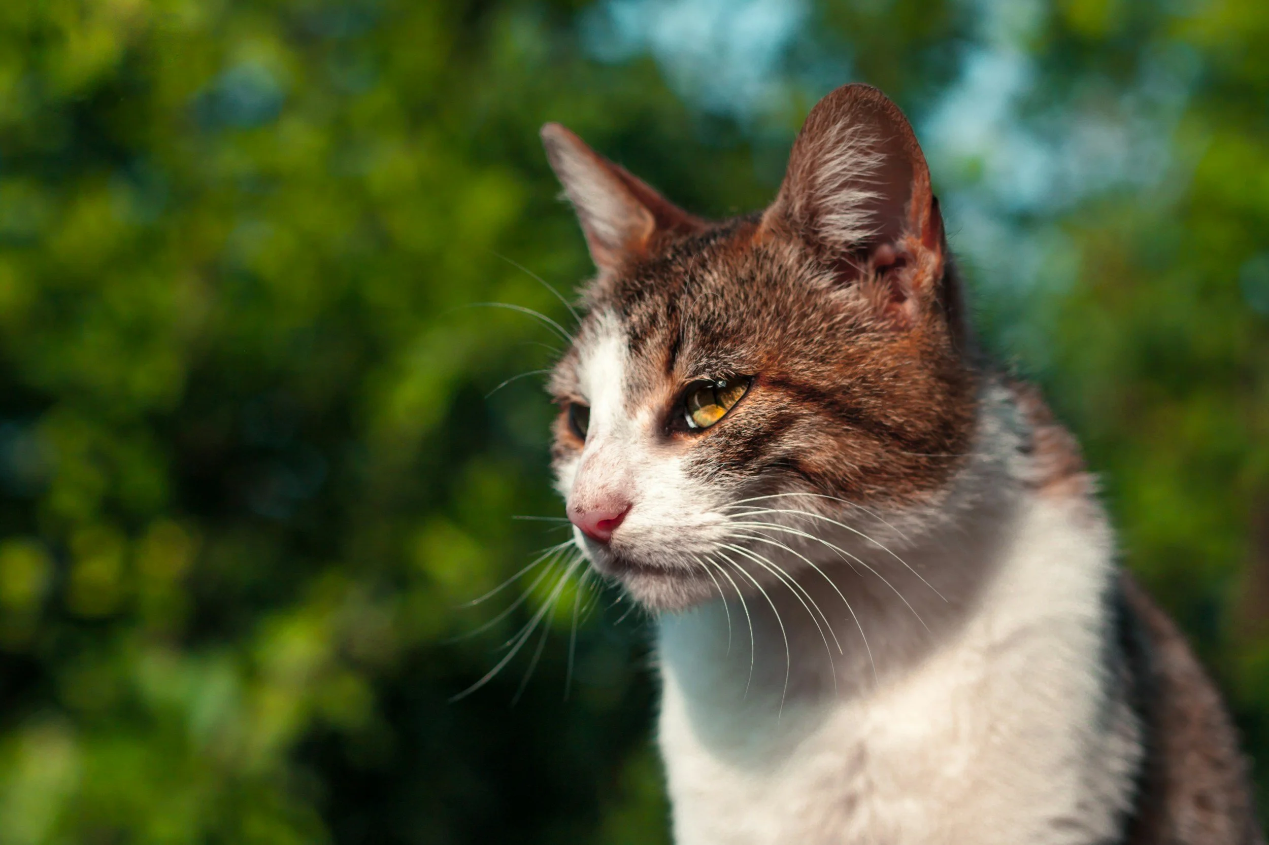 Bucket List Ideas from a Vet to Fit Your Pet