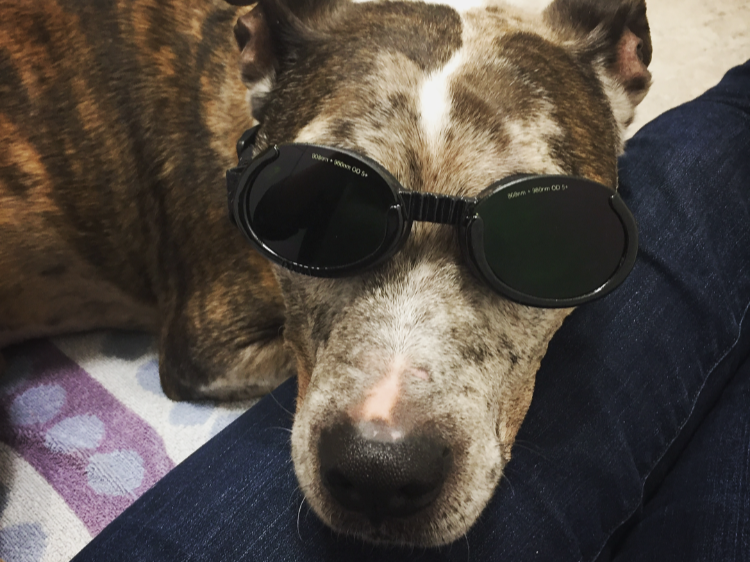 Tembo wearing laser glasses.