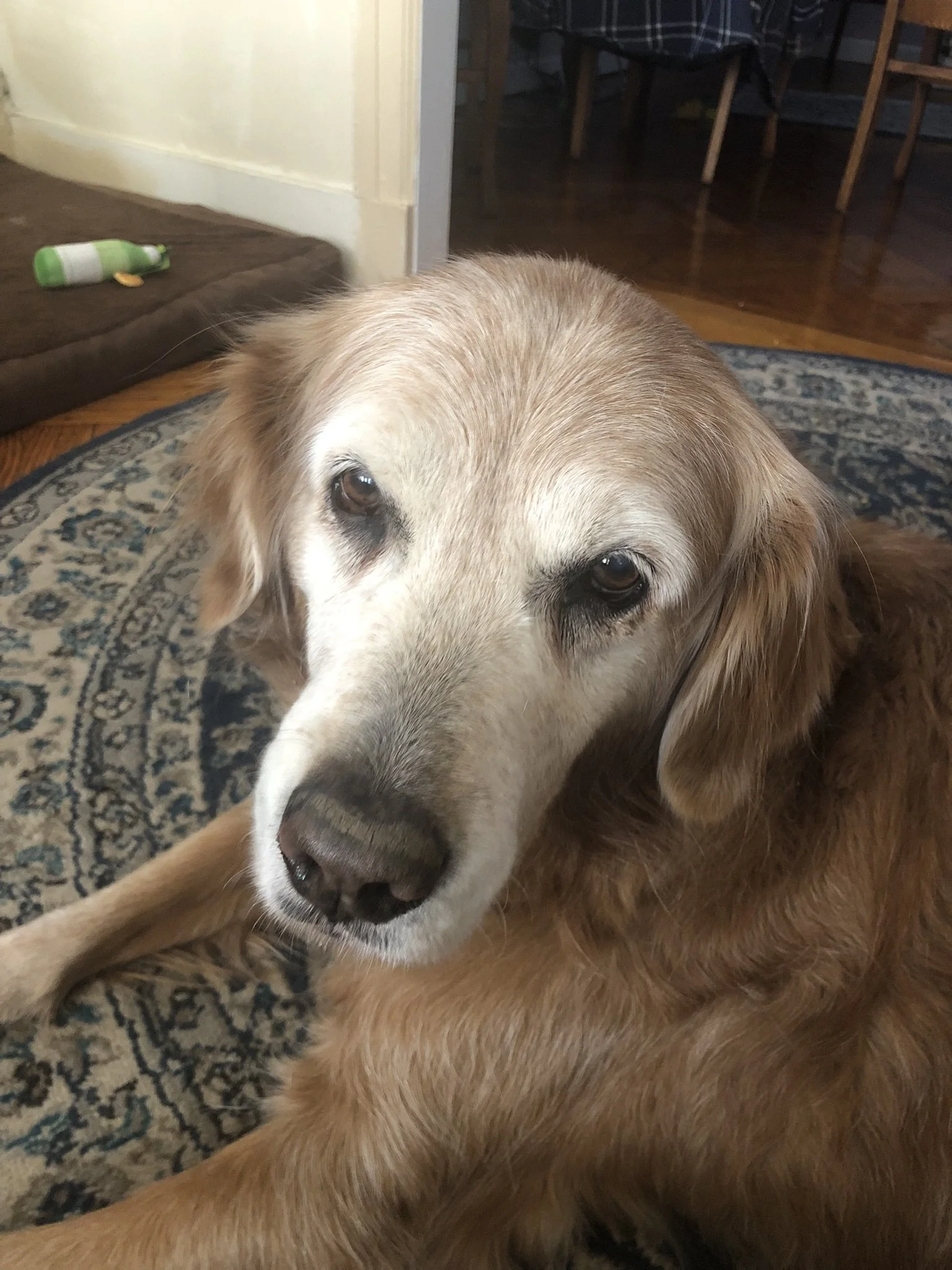 A white-faced golden retriever.