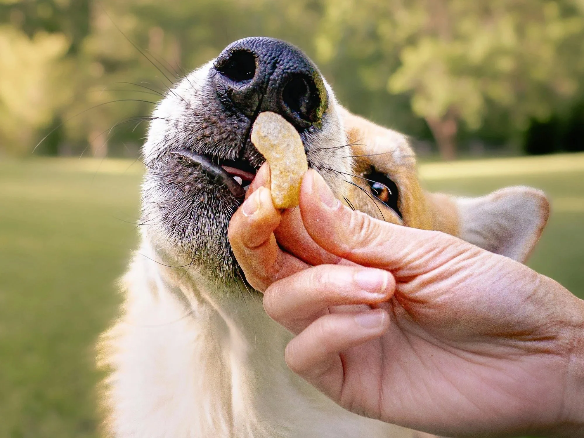 Sharing is Caring and Pet Safe Foods: What Foods Can I Share With My Pet?