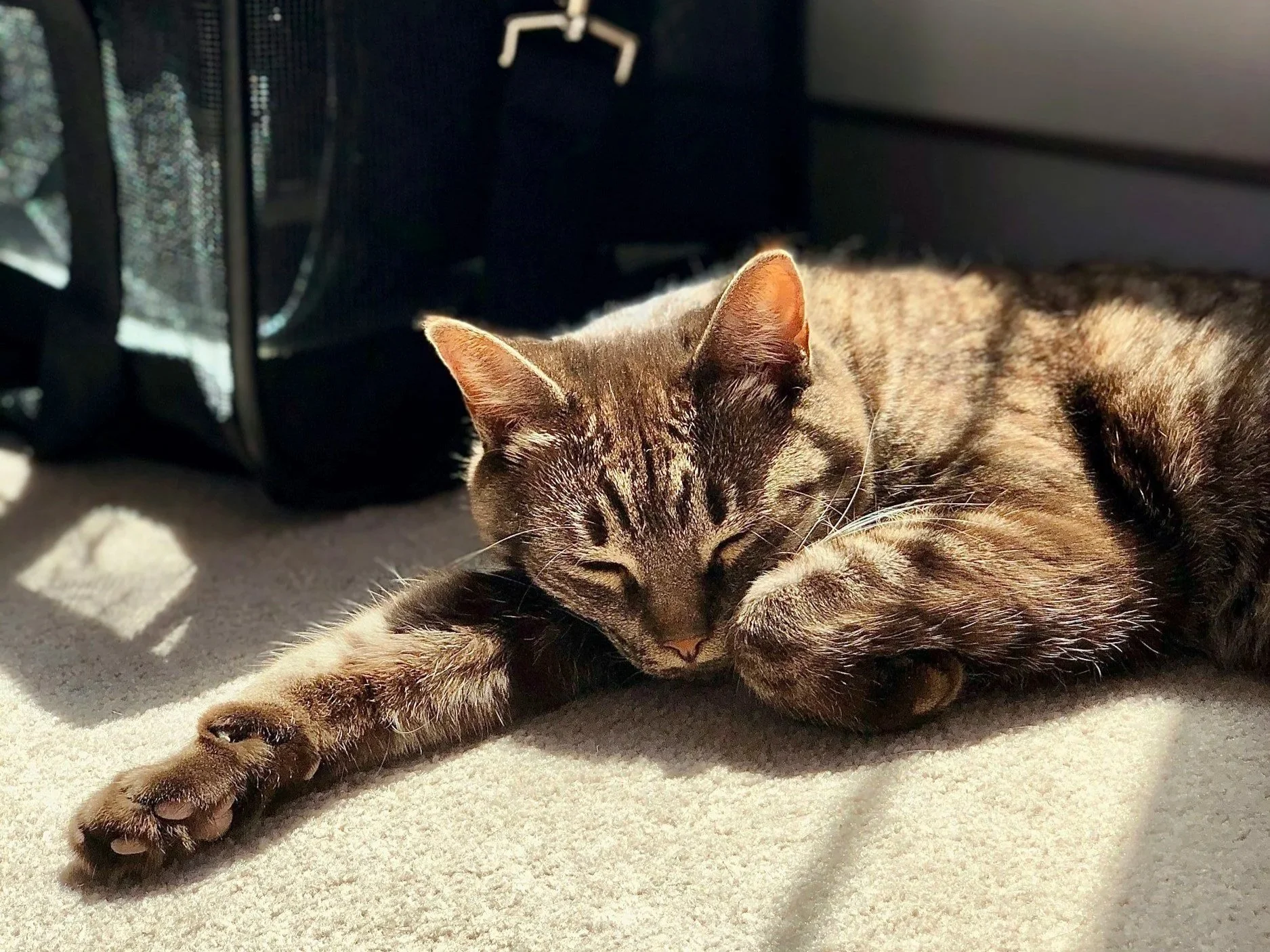 A cat sleeping on the ground next to a travel carrier.