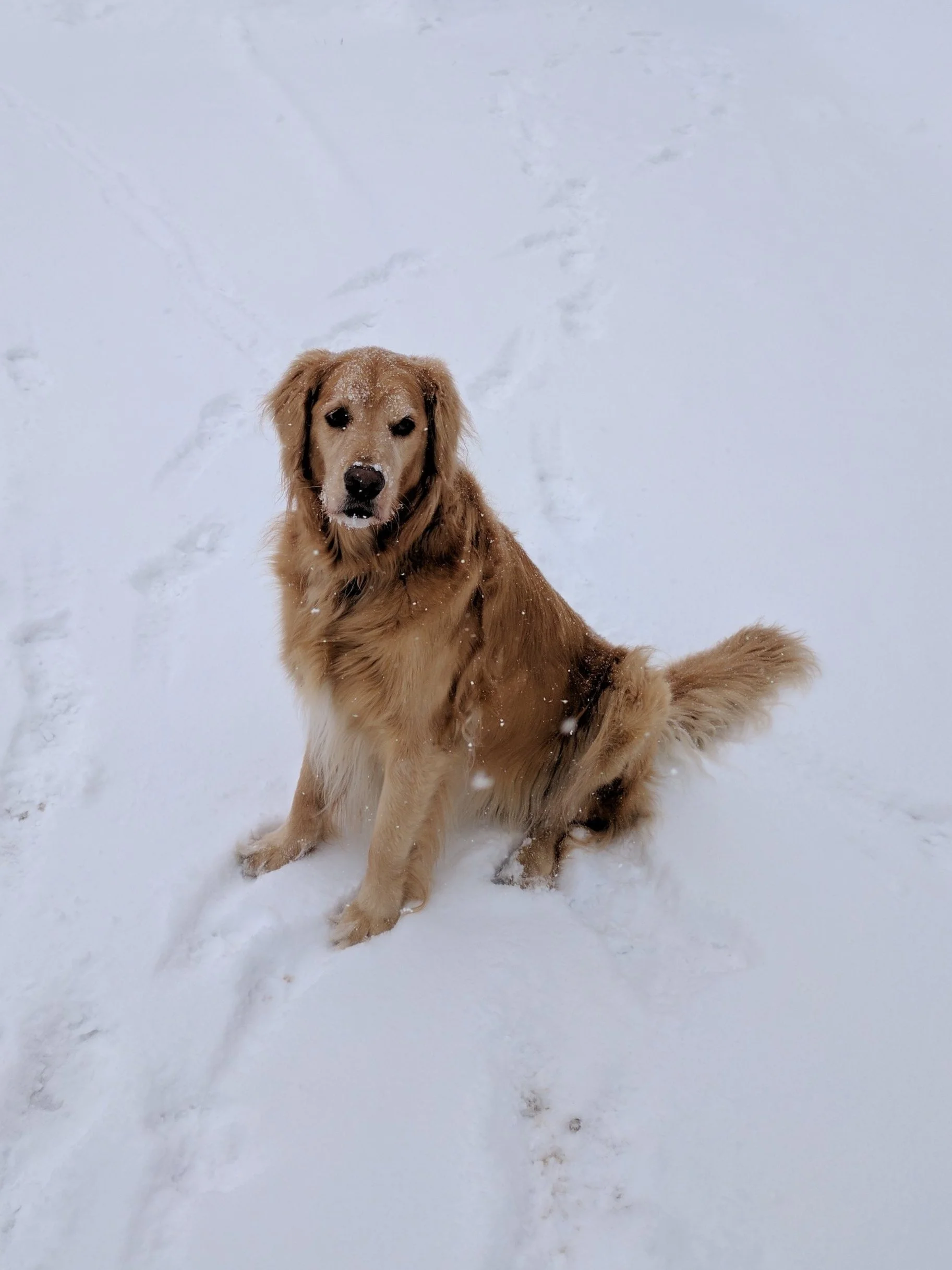 A golden retriever in the snow.