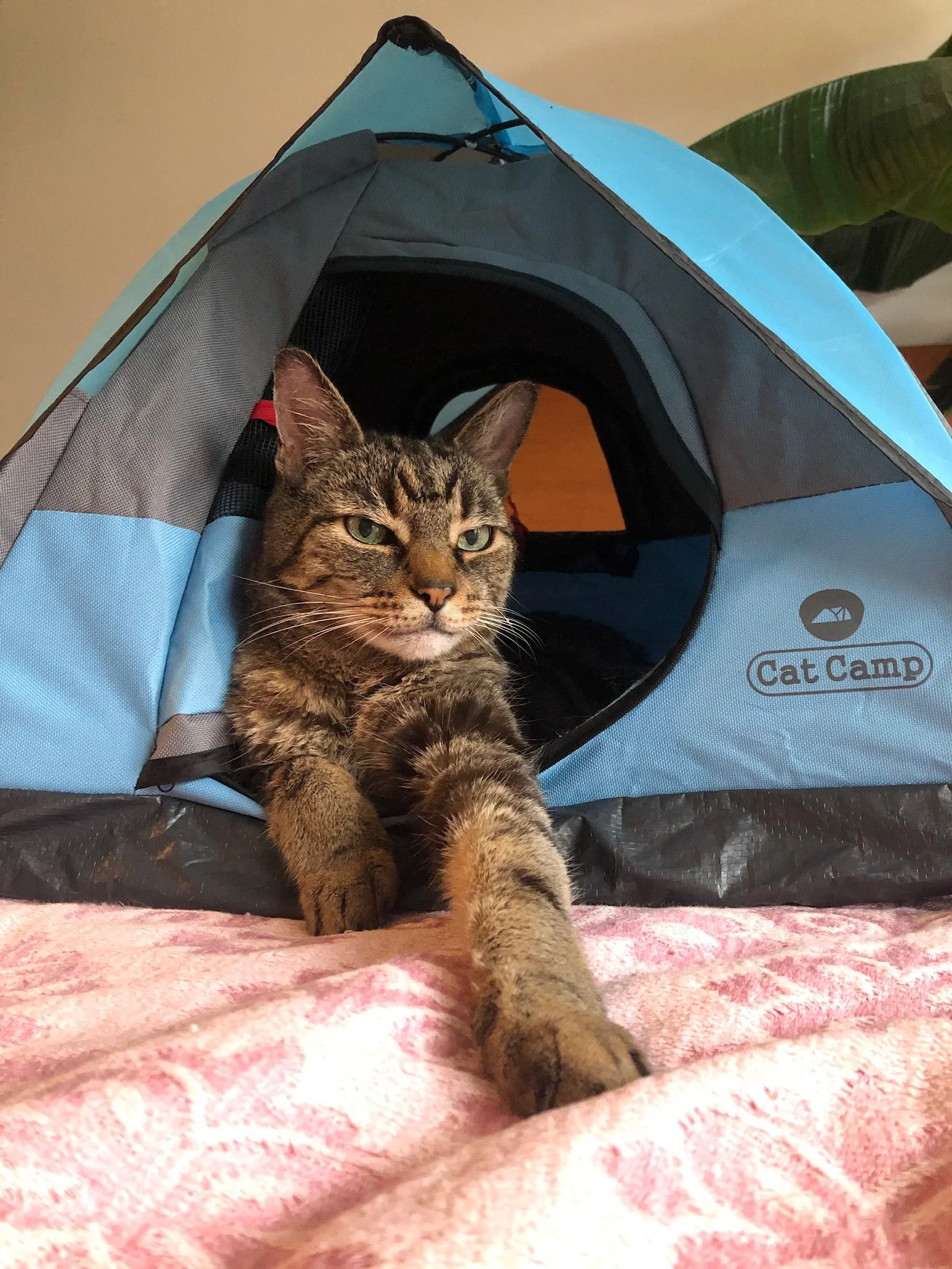 virtue - Ryan Dombal.JPG