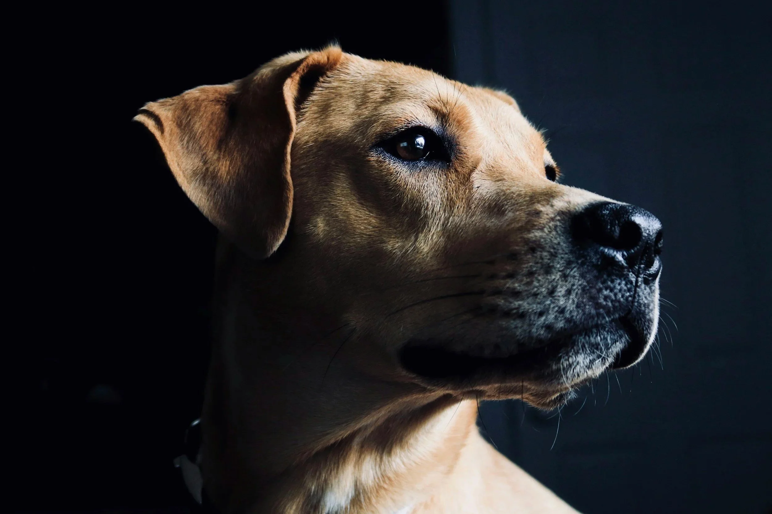 A yellow lab with a black nose looks to the right with dramatic lighting.