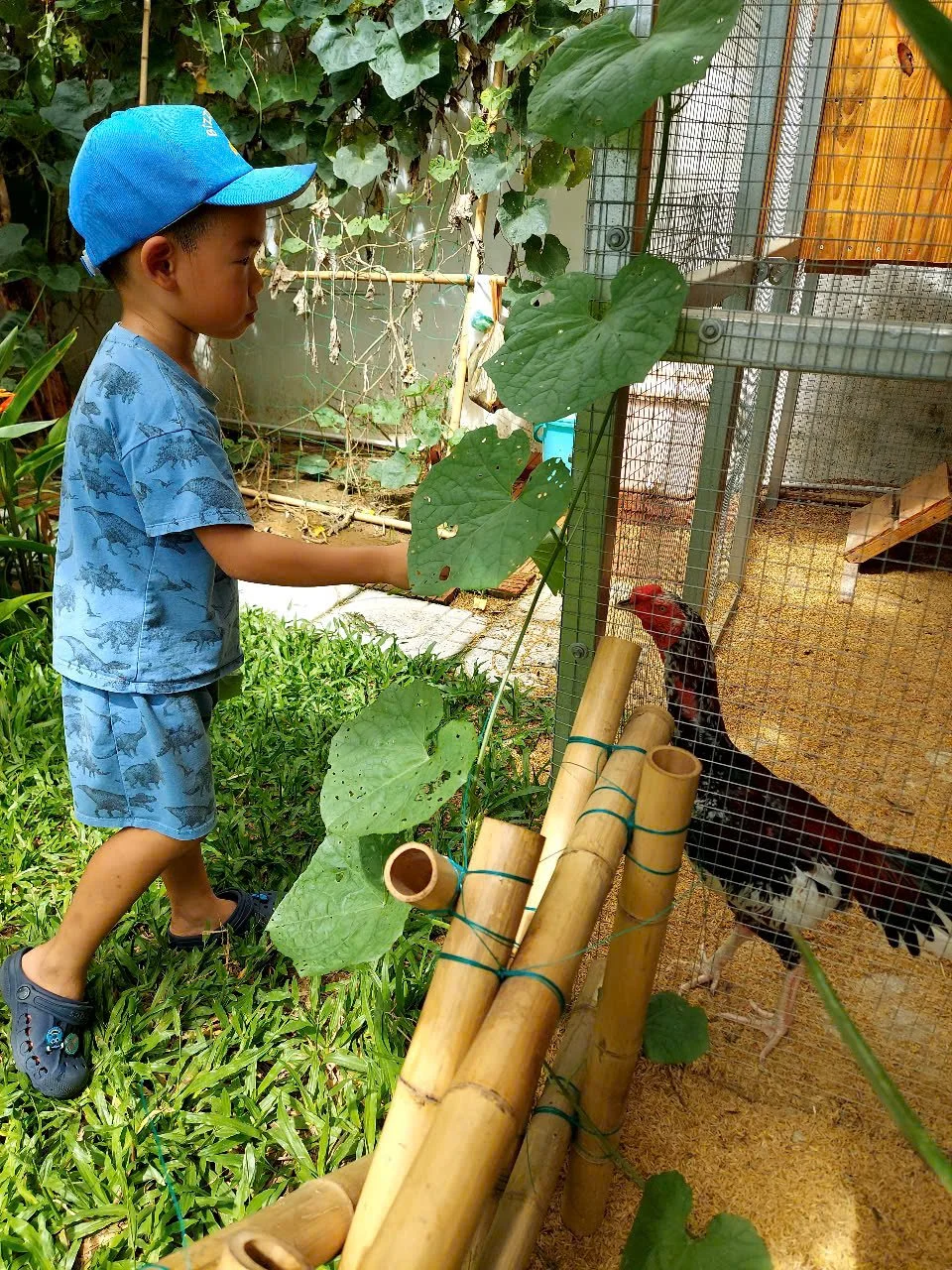 A young boy wearing a blue cap and matching pajamas stands outdoors near a chicken coop, reaching up to touch green leafy vines. Inside the coop, a black and white rooster with a red comb is visible.