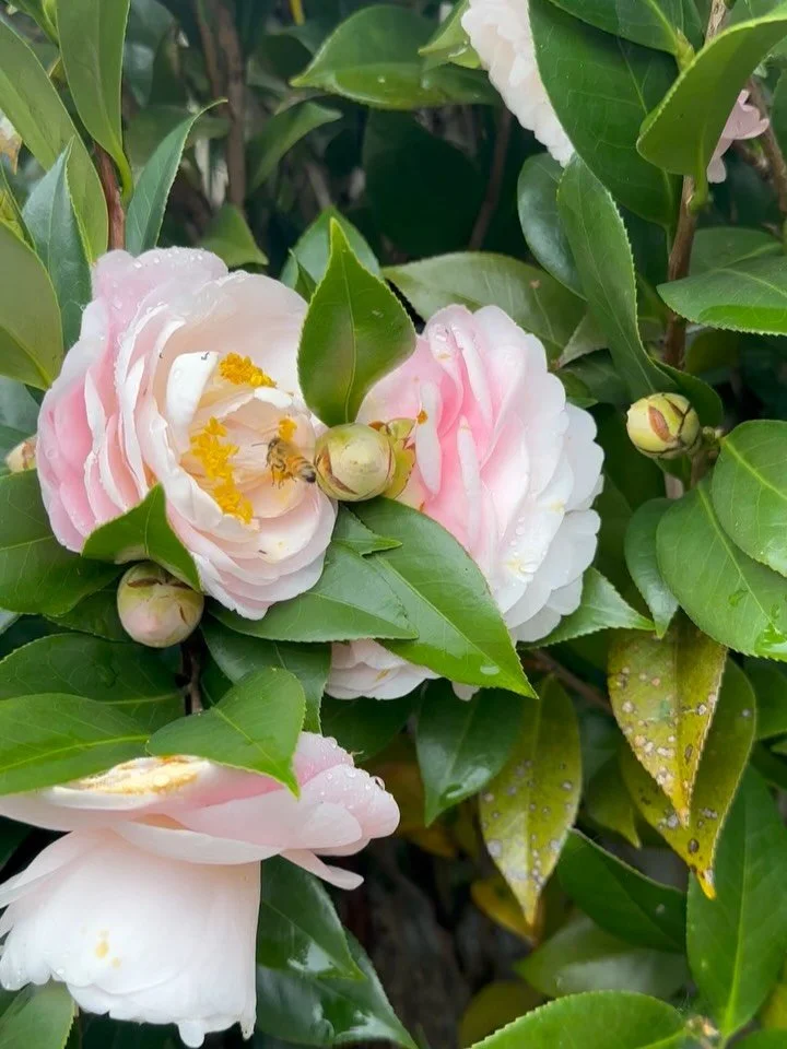 🌸🌸🌸