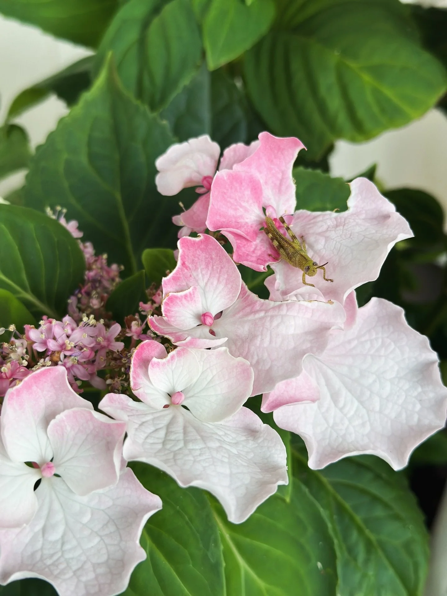 &hellip;lately 💖

1. My hydrangea and grasshopper friend
2. On my way to the gallery 
3. New ride 
4. Studio scenes 
5. ☀️
6. Hospital scenes (do not recommend)
7. 💜
8. Daily journals 💖
9. Small town things 
10. Morning pages 
11. 🎨
12. 💕
13. Su