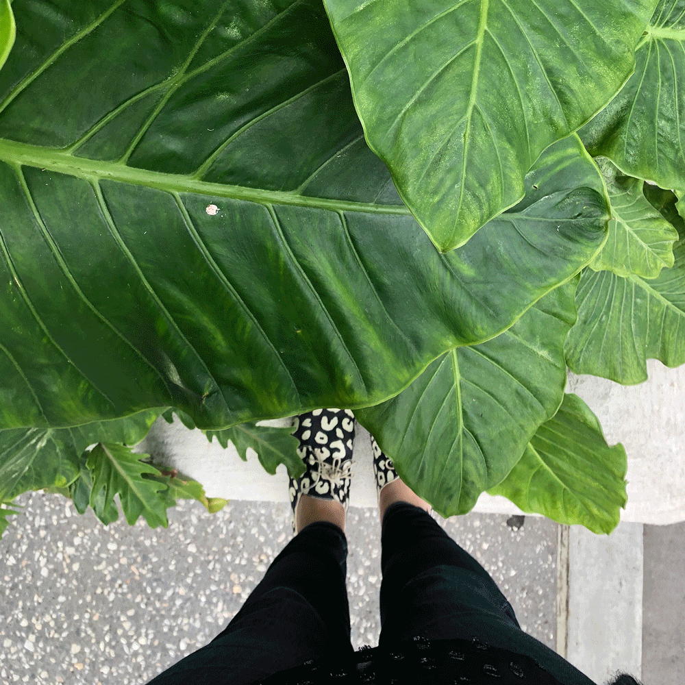 September-Creative-Jericho-Road-Entomologist-Feet_2.gif