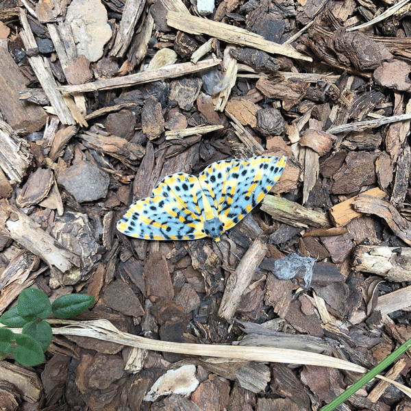 September-Creative-Jericho-Road-Entomologist-Moths-3.gif