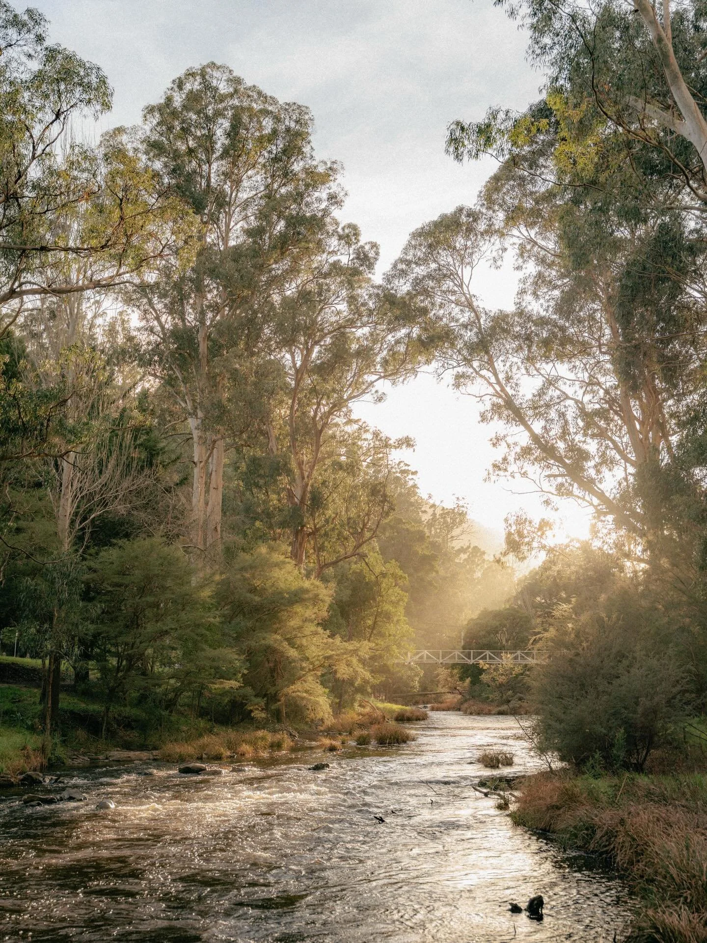 Early mornings passing through the beautiful town of Warburton. 

The morning light passing down the Yarra River here was stunning. So glad I came through here at this time. 

Honourable mention goes out to the prior town Millgrove. 

So much beauty 