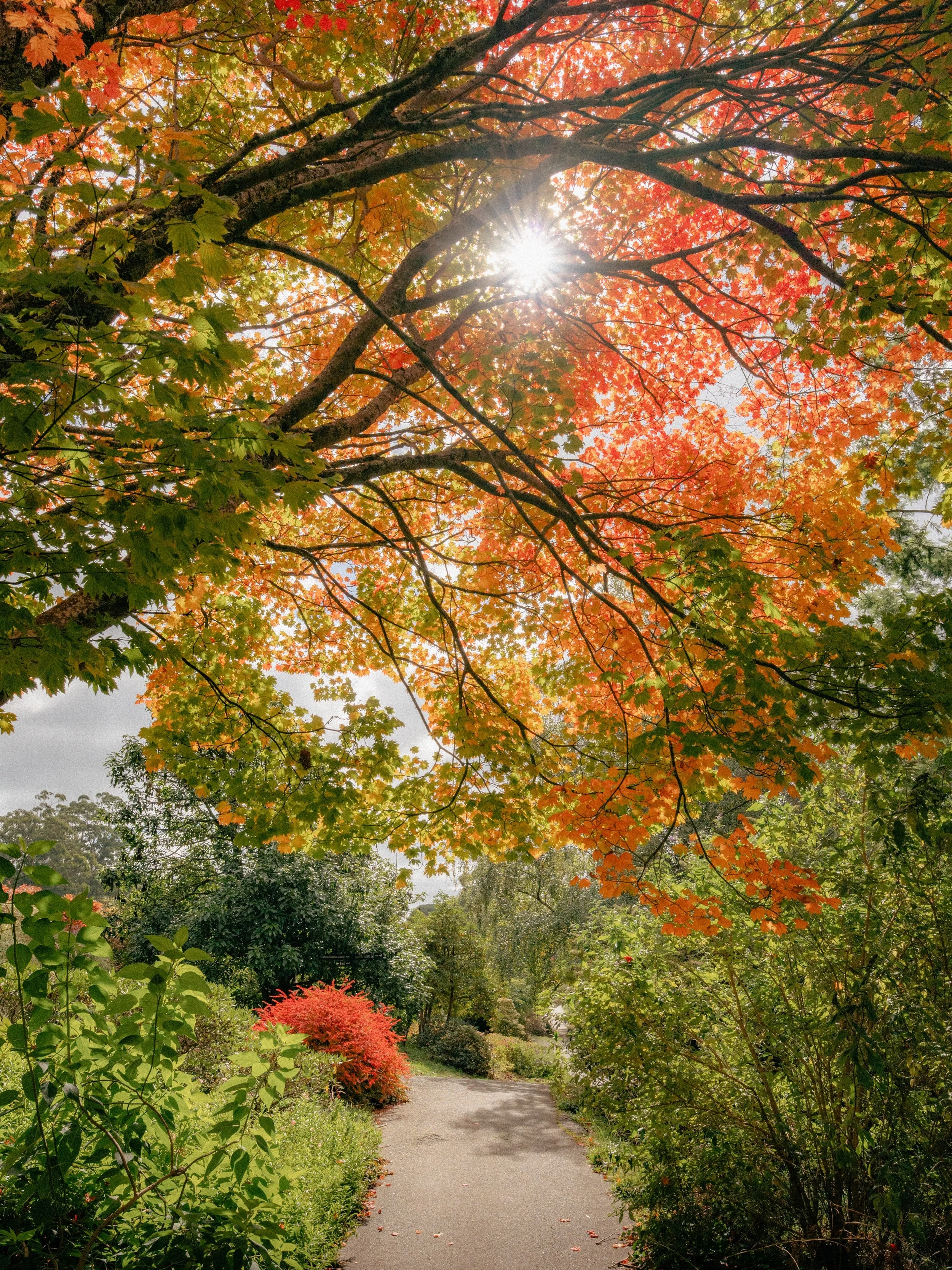 The amazing colours at Dandenong Ranges Botanic Garden. 🍁🍂

All sorts of shapes, sizes and colours. I thought I was going to spend maximum 1 hour in here, ended up spending 3. 🤭

Shot on the Sony A7iv using the Sigma 24-70mm f/2.8. 

#dandenongran