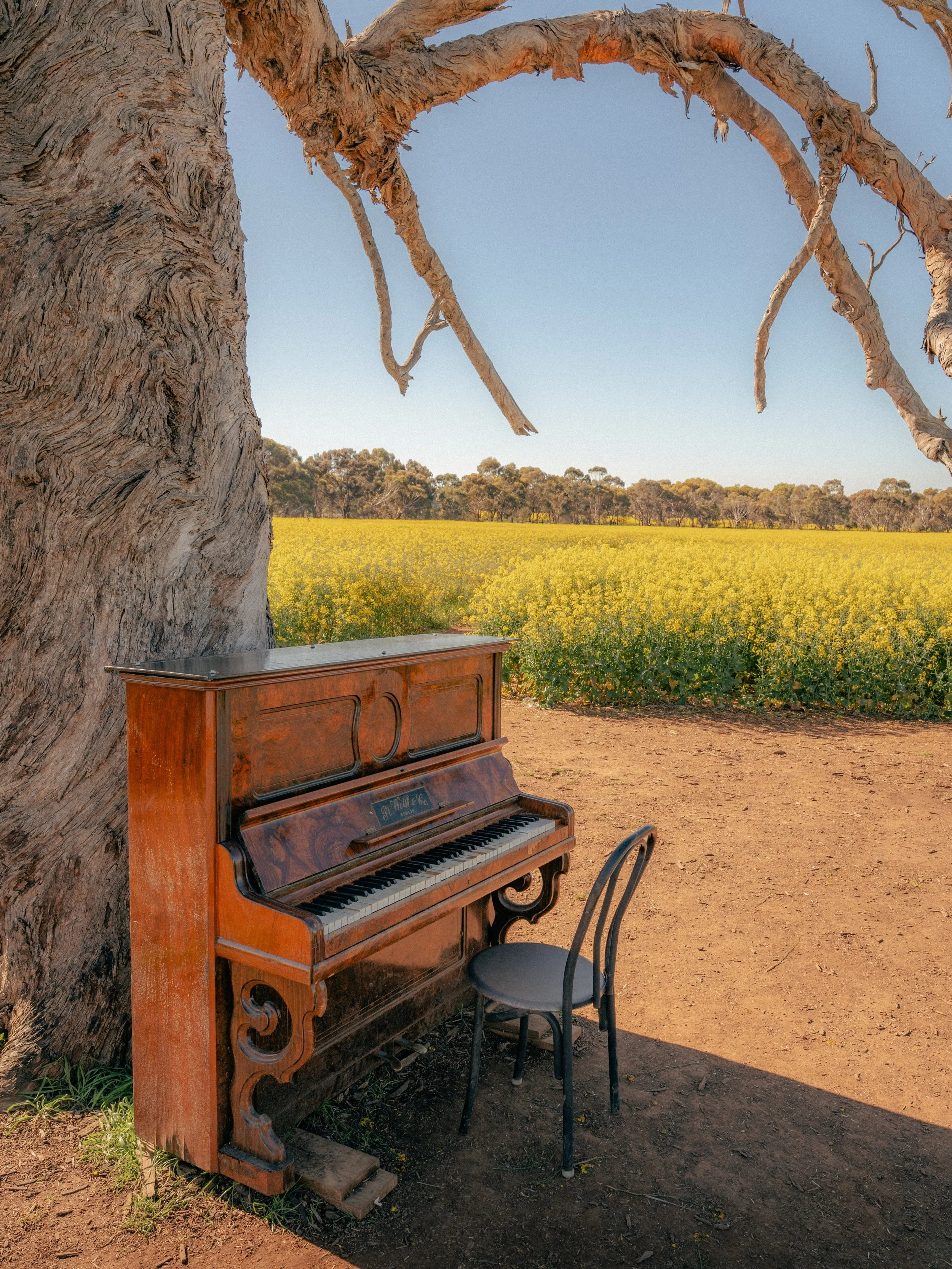 When Spring has sprung, a trip to the Cornella Canola Walk is mandatory. 😅🌼

Not only does this location include the magnificent walk through the Canola fields, but it&rsquo;s also the home to Cornella Brewery, Shiraz Republic Winery and accommodat