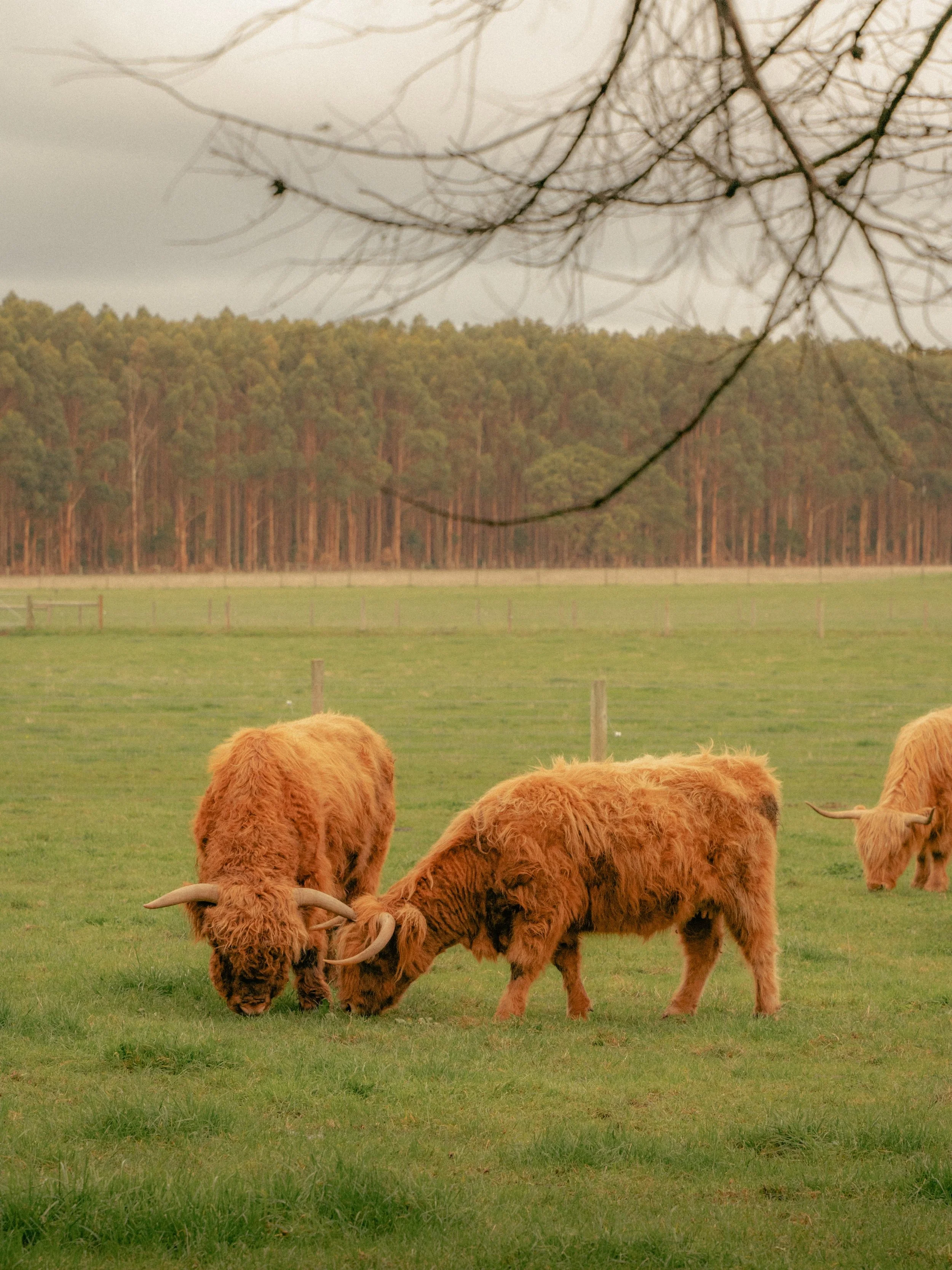 Drove past a family of Scottish Highland Cows, and didn&rsquo;t have a choice but to stop over and take a few snaps! 🐮

Discovered in the Otways, down the always wonderful Great Ocean Road. 

Shot on the Sony A7iv using the Tamron 28-200mm f/2.8-5-6