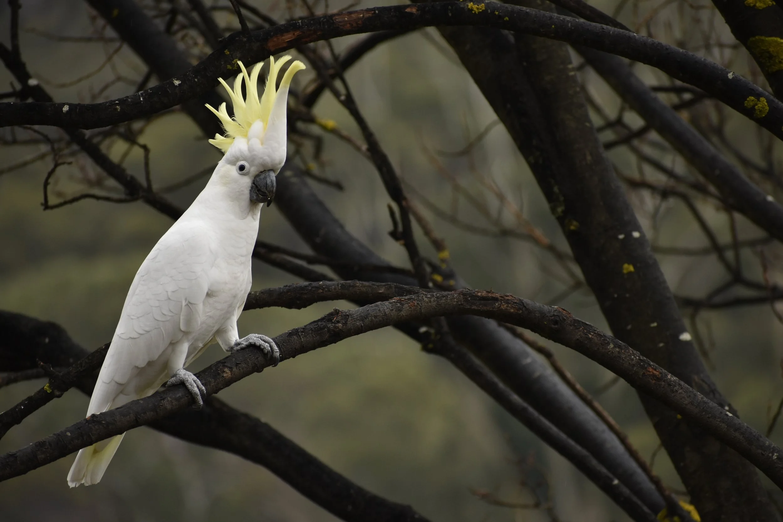 crested cockatoo_julia howe.jpg