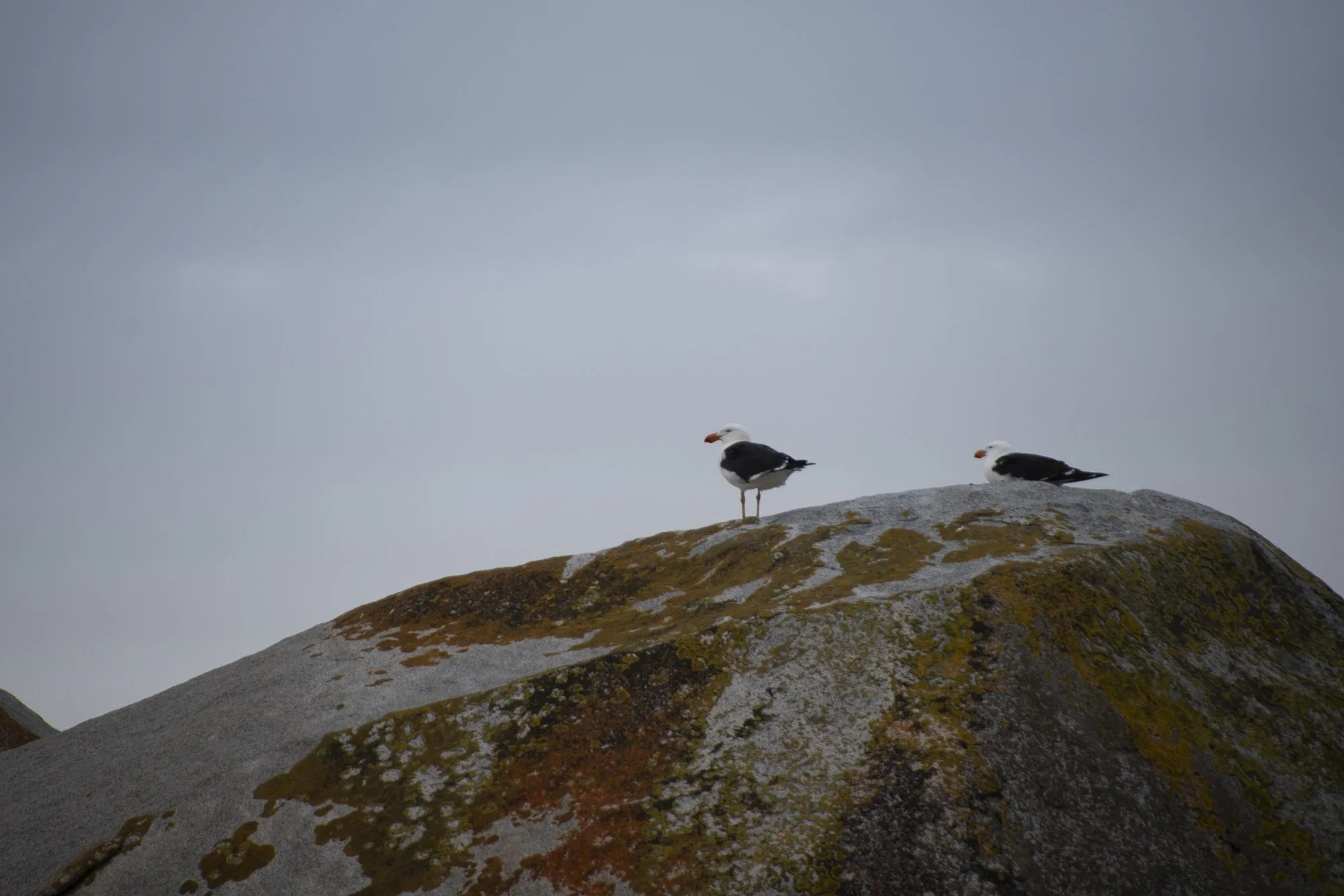 Boulder gulls-3.jpg