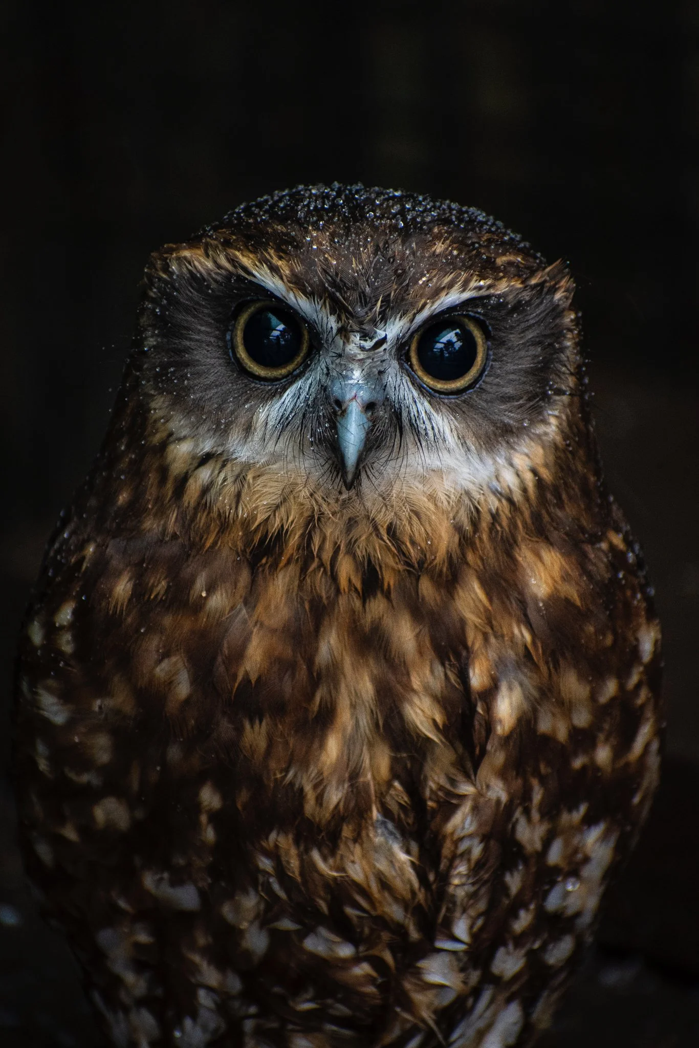 Wildlife