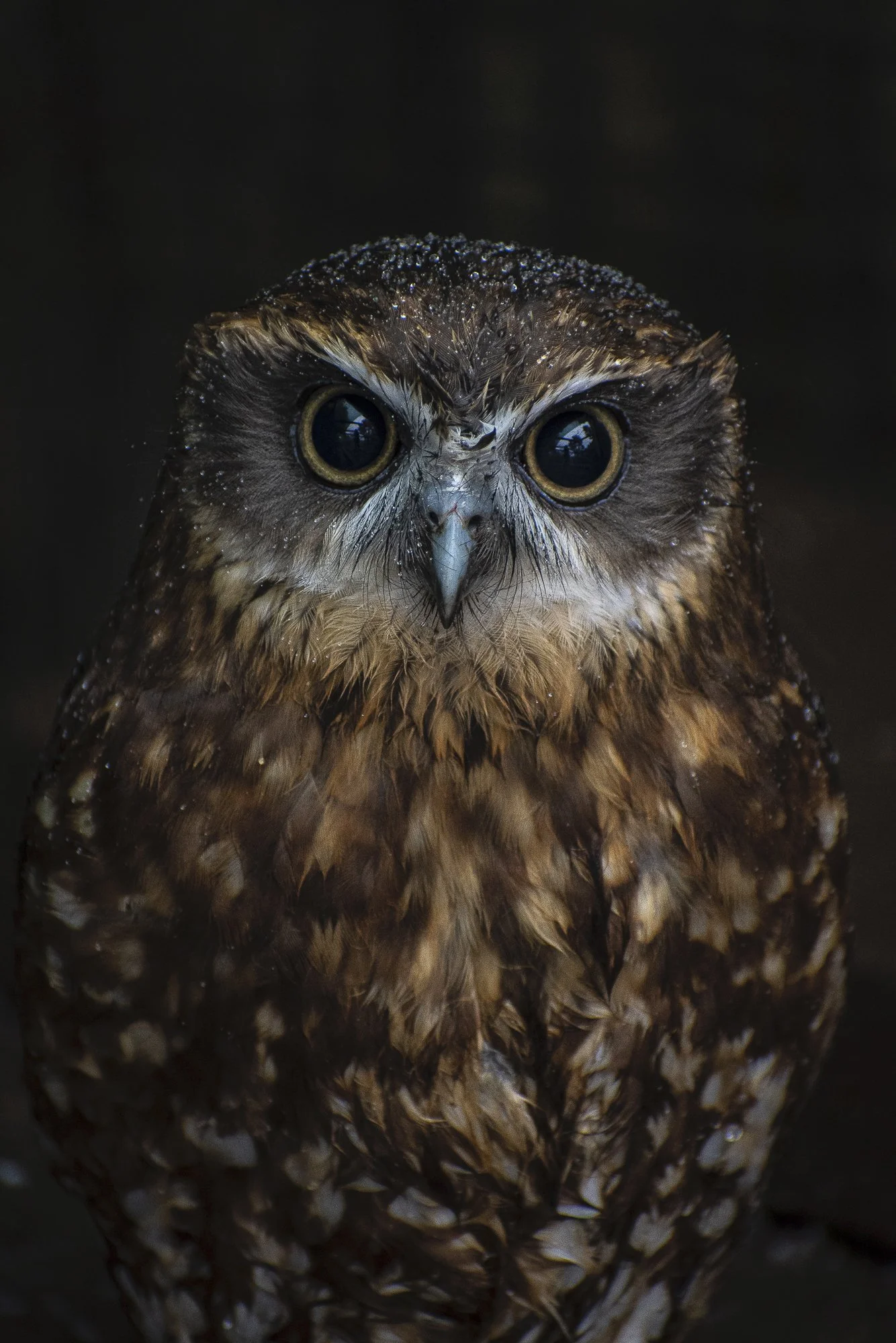 the owl.jpg