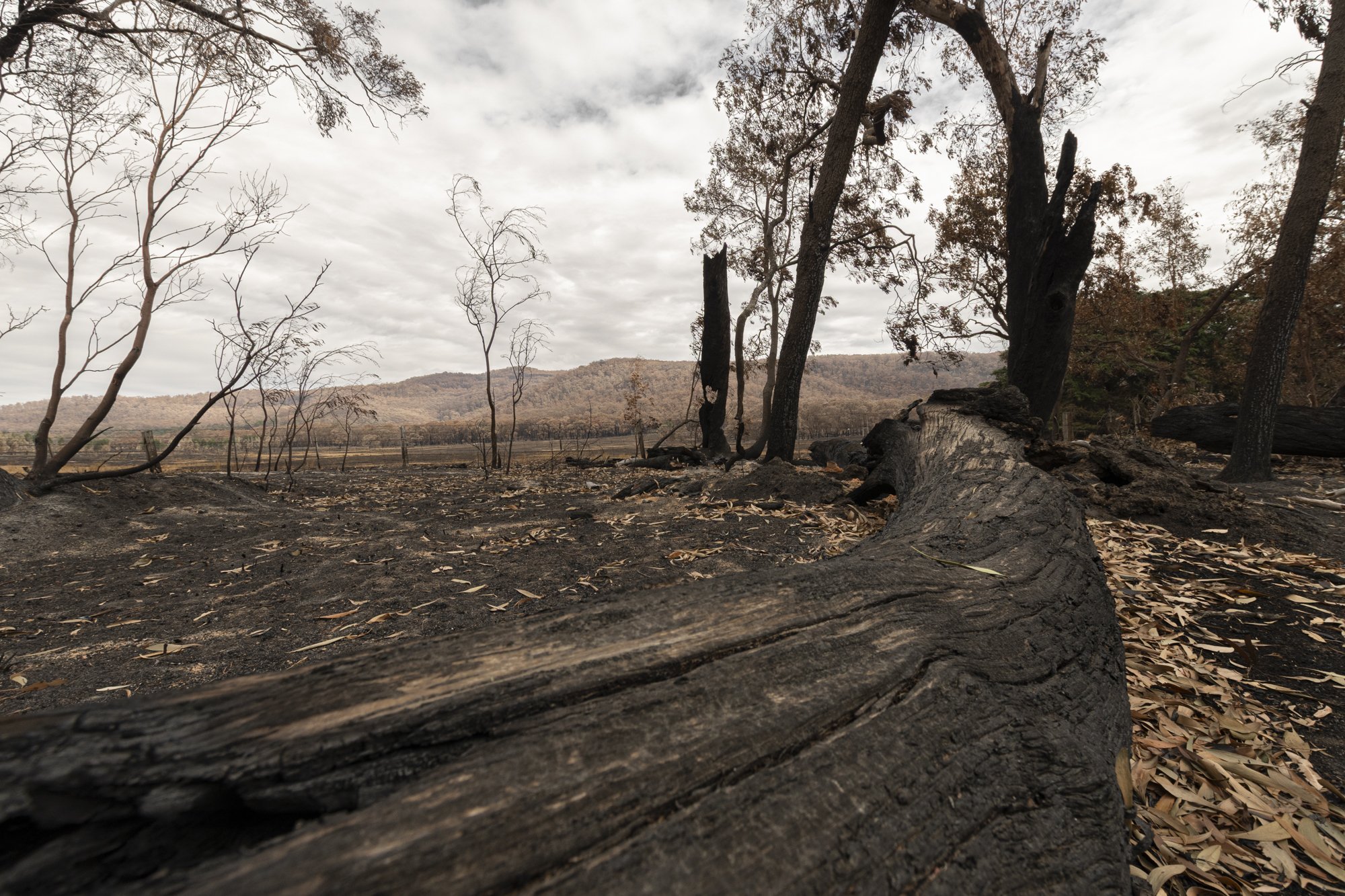 Raglan Fires_03.24_203.jpg
