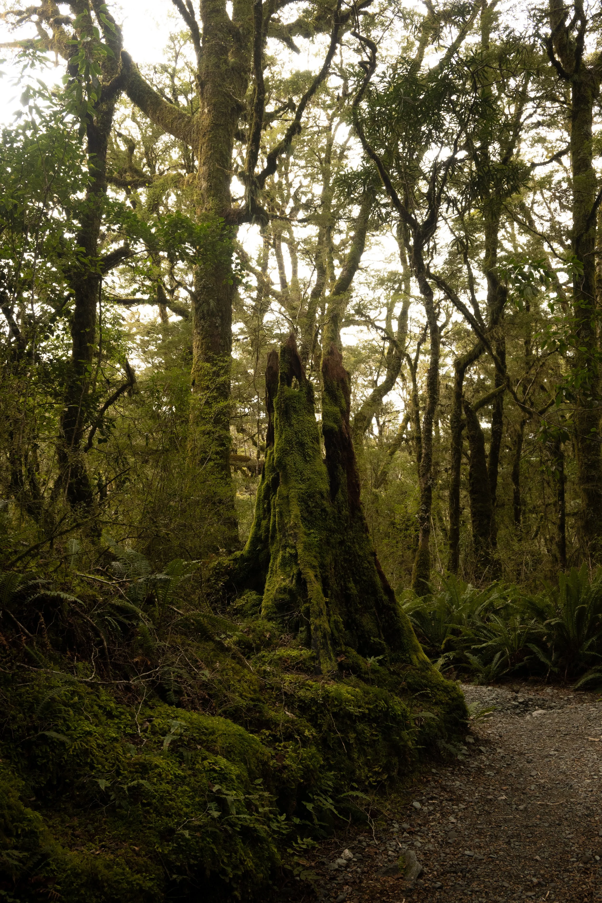 New Zealand-12.jpg